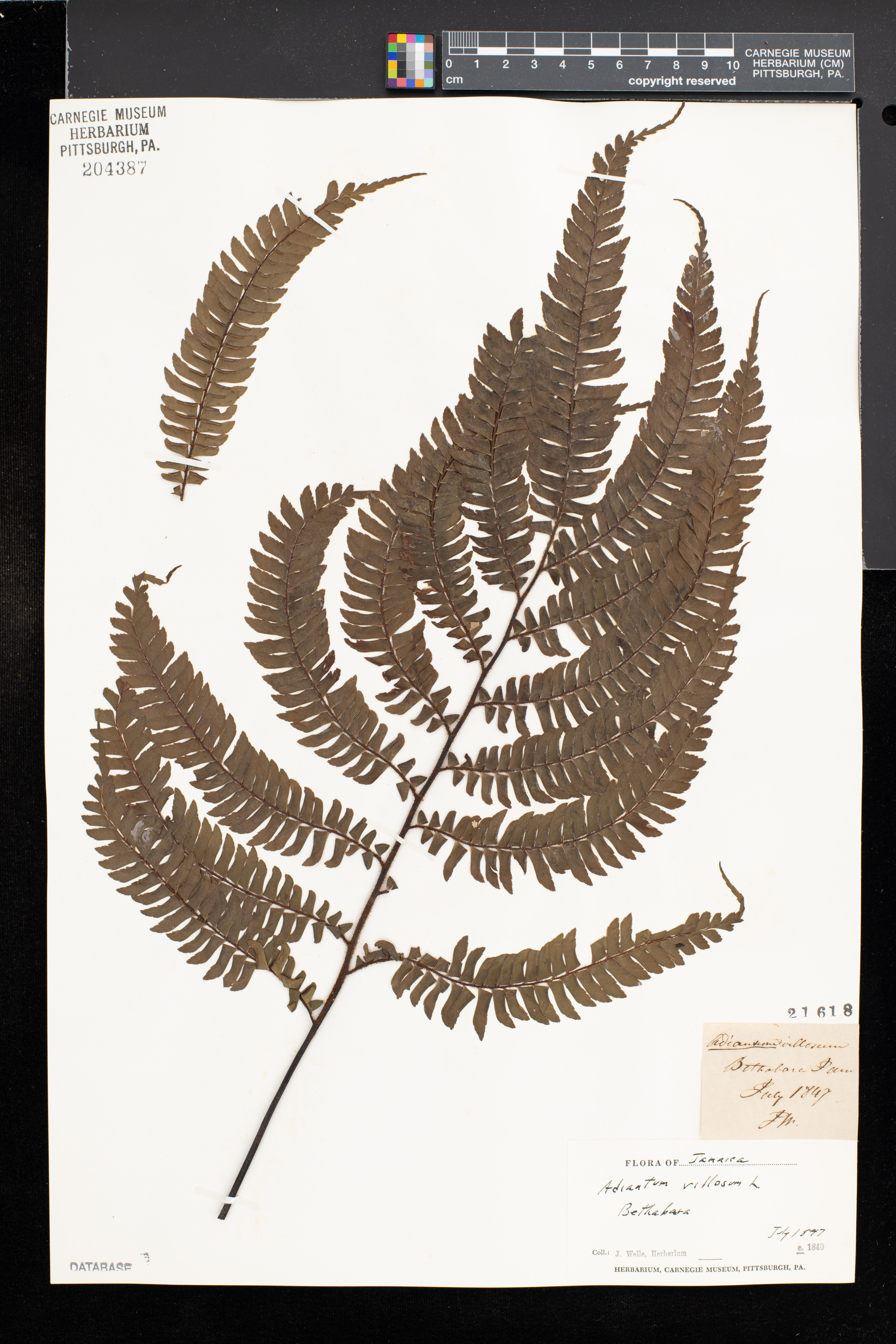 Adiantum villosum image