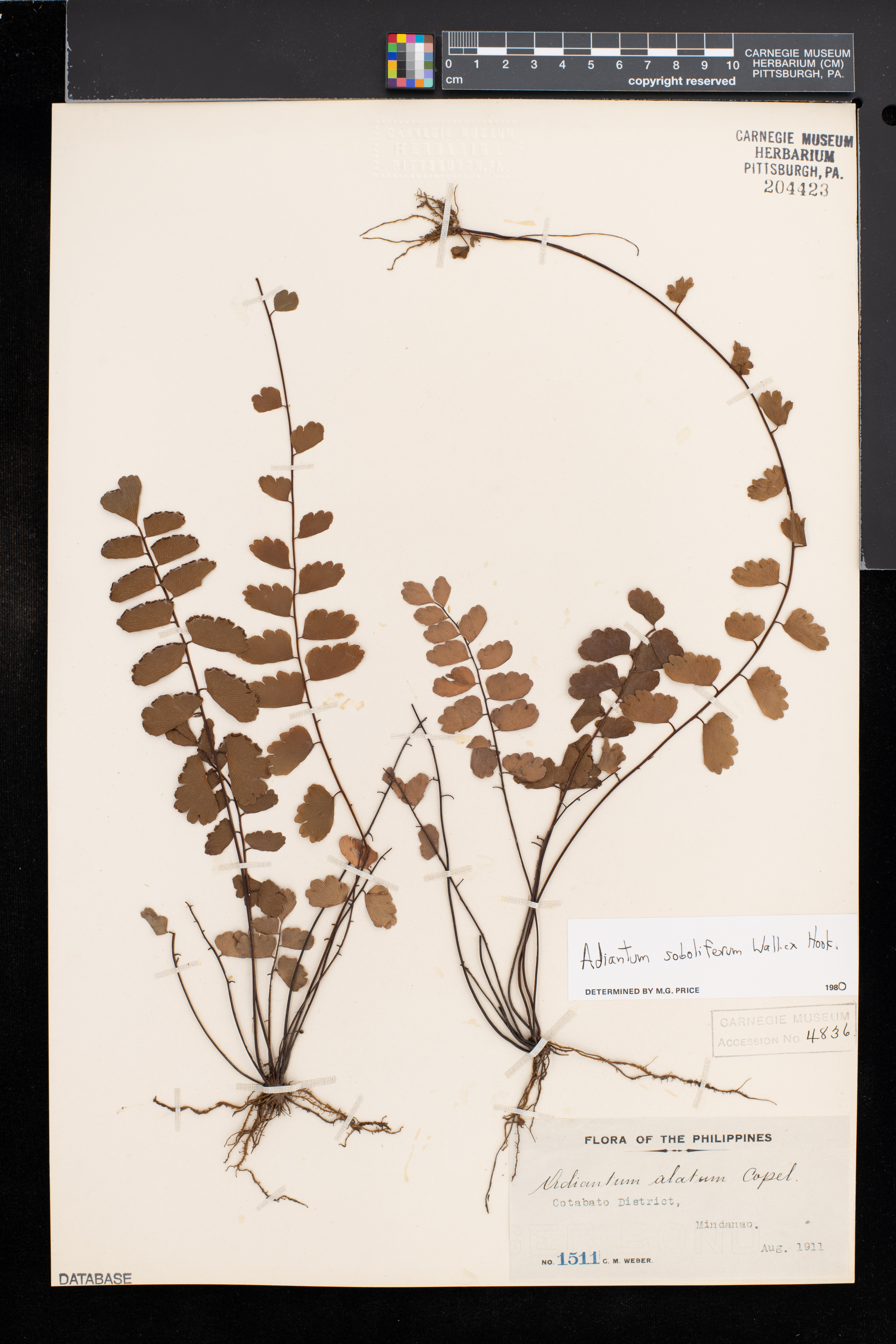 Adiantum soboliferum image
