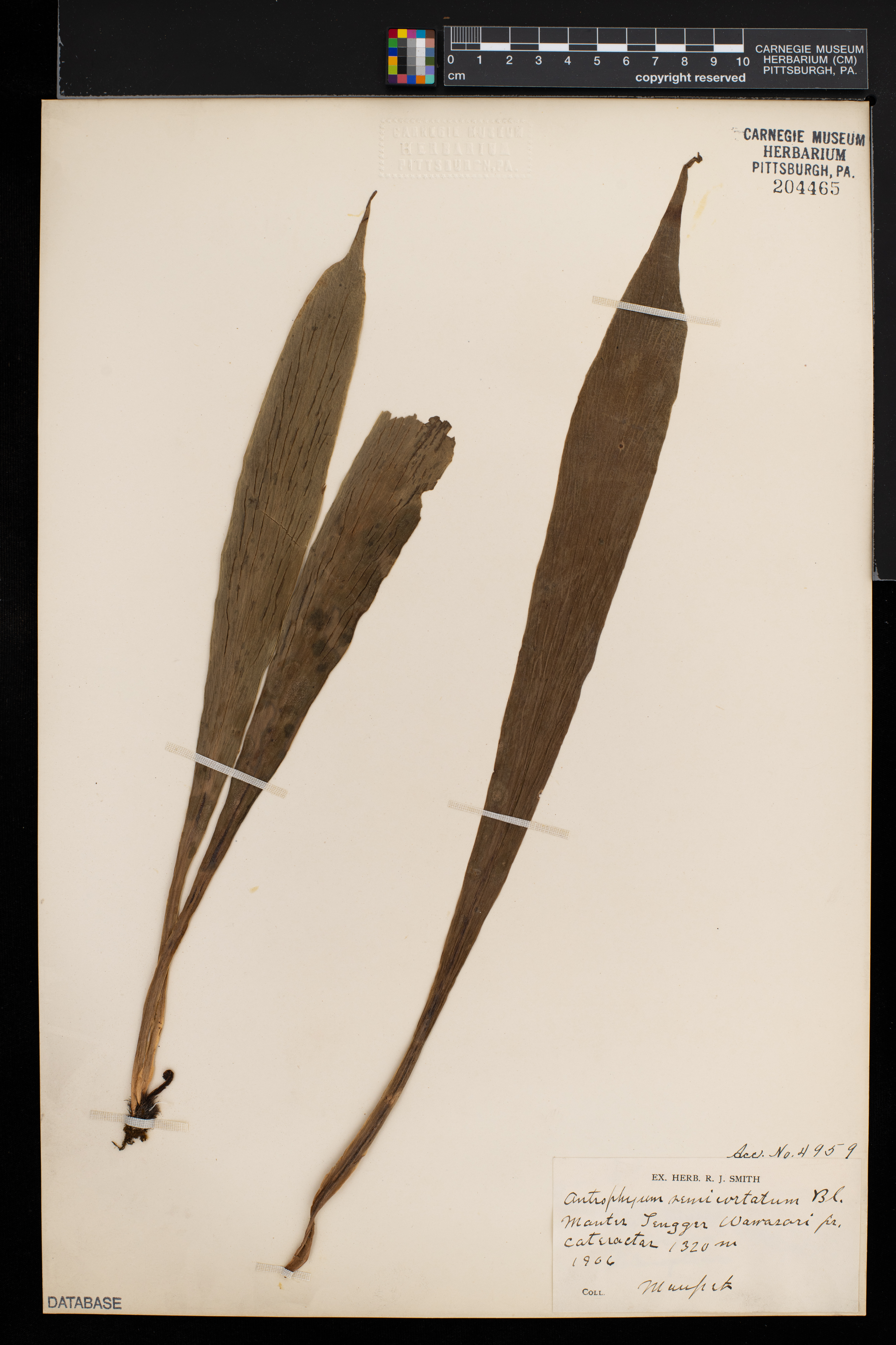 Antrophyum semicostatum image