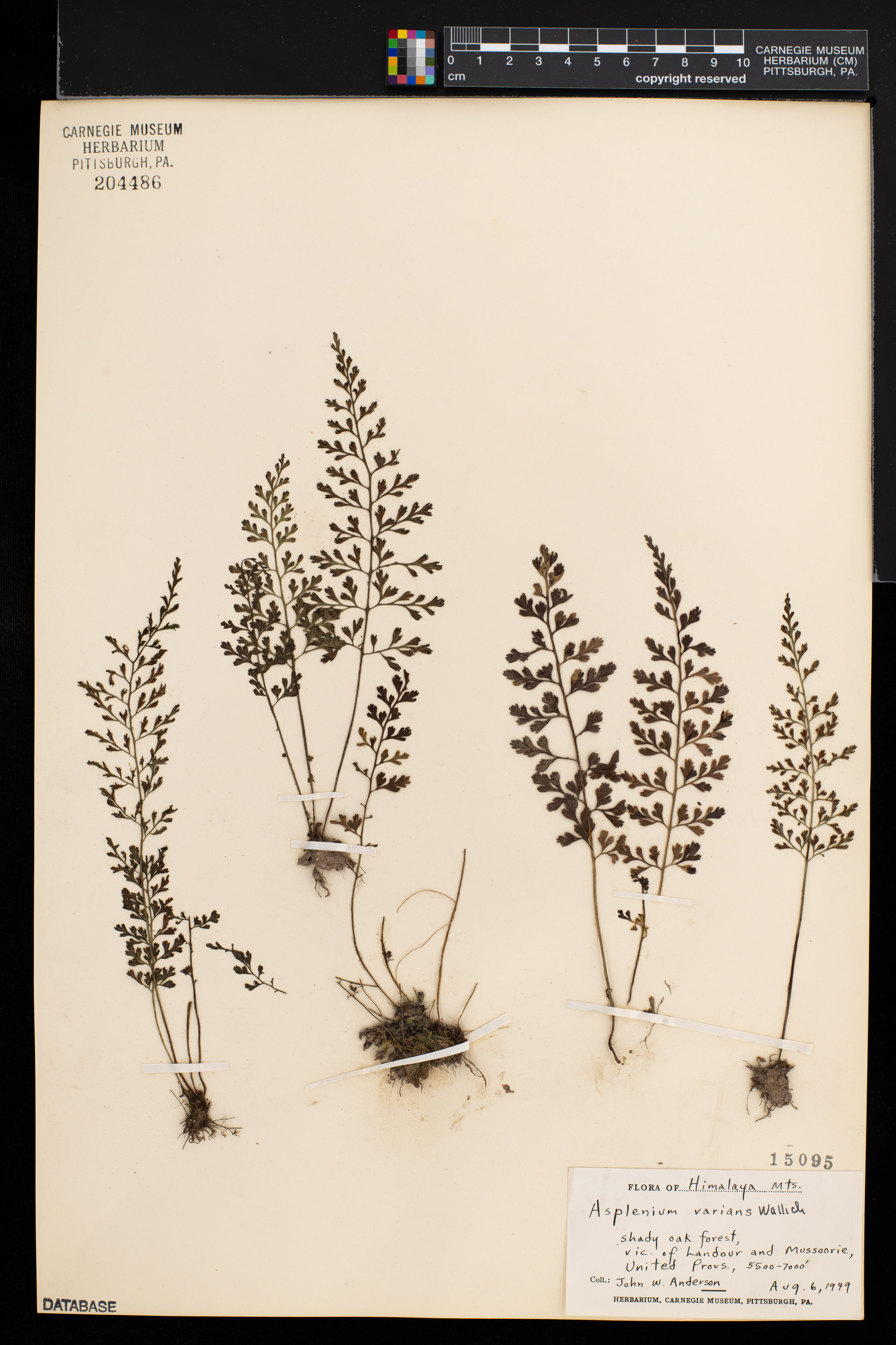 Asplenium varians image