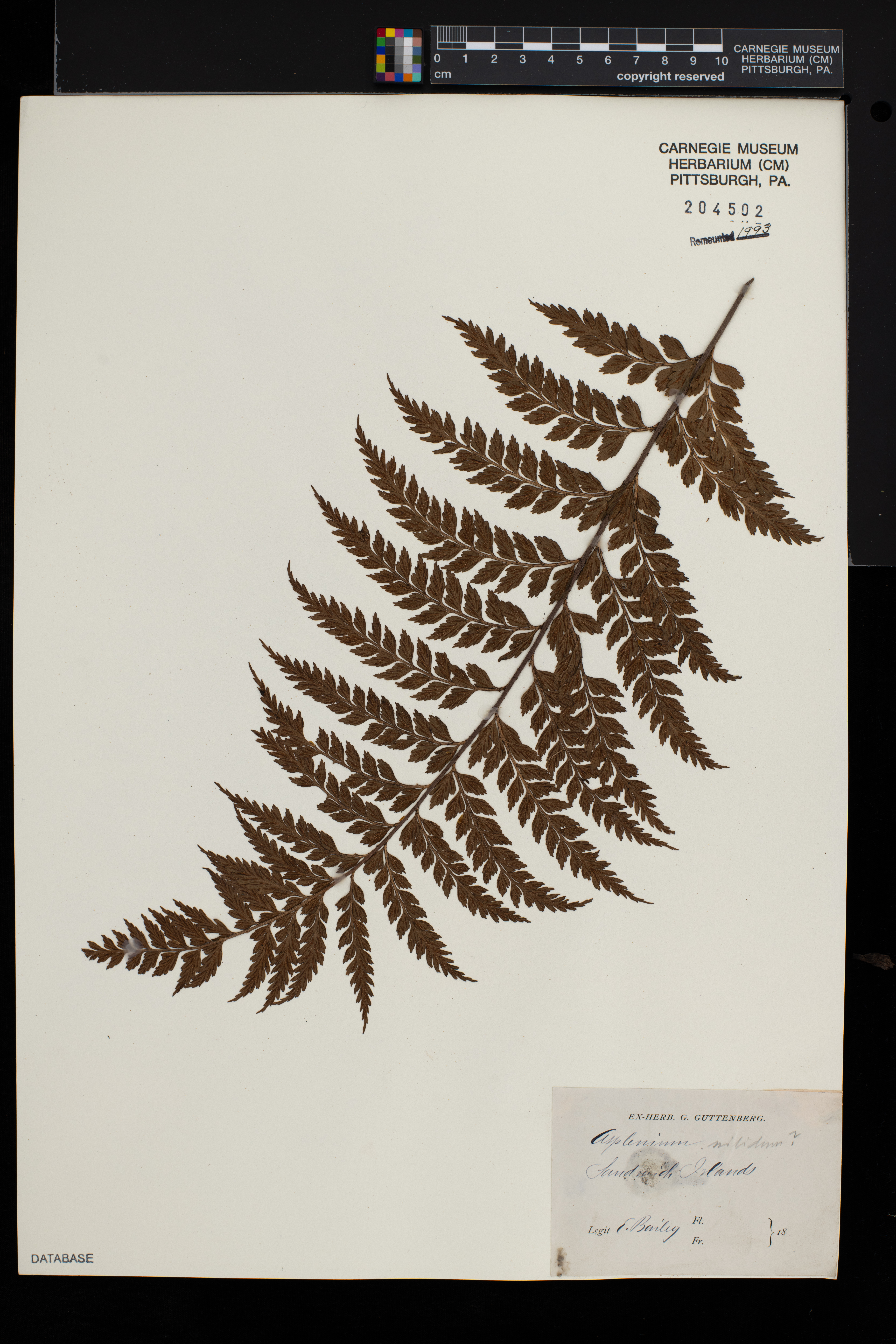 Asplenium nitidum image