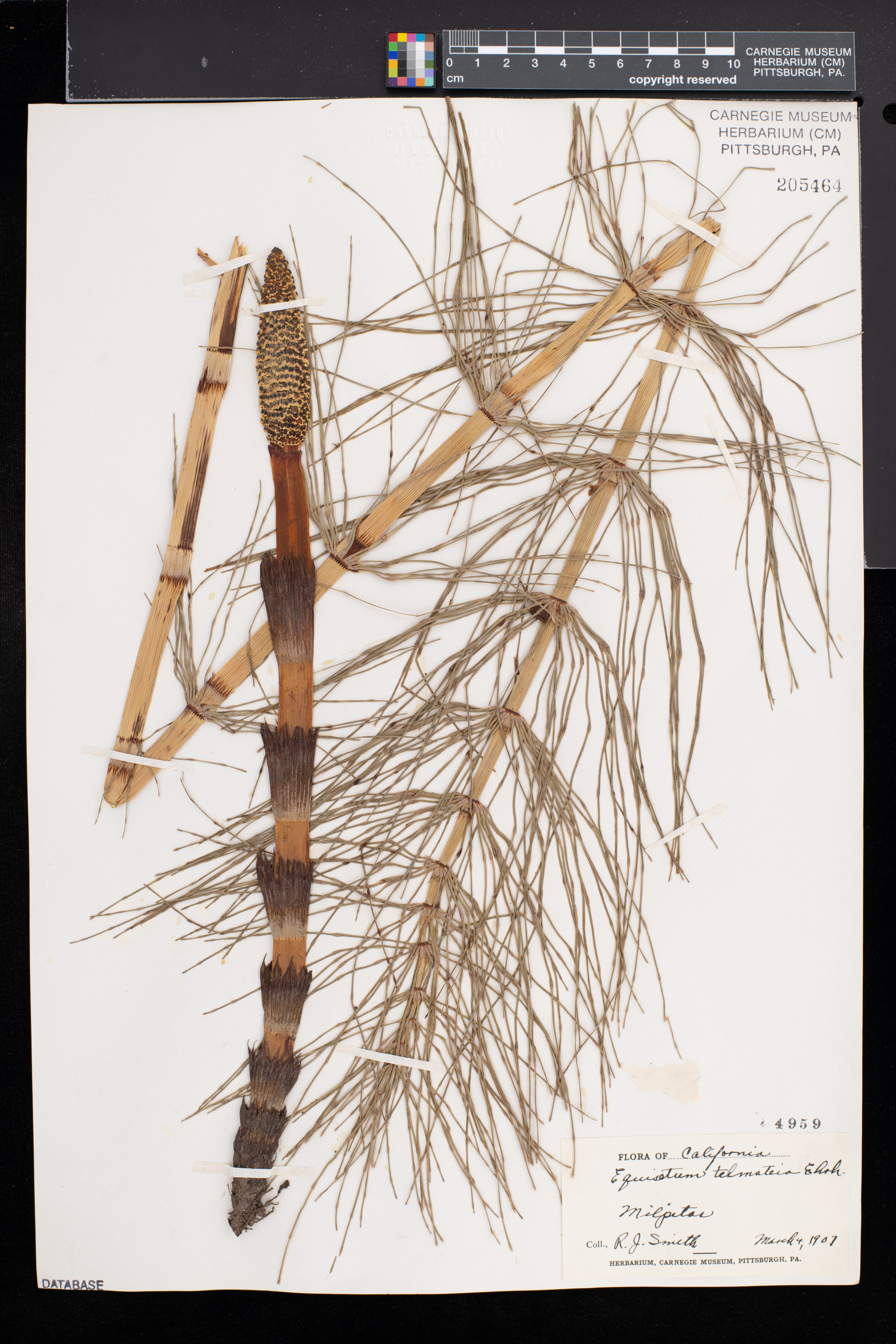 Equisetum telmateia subsp. braunii image