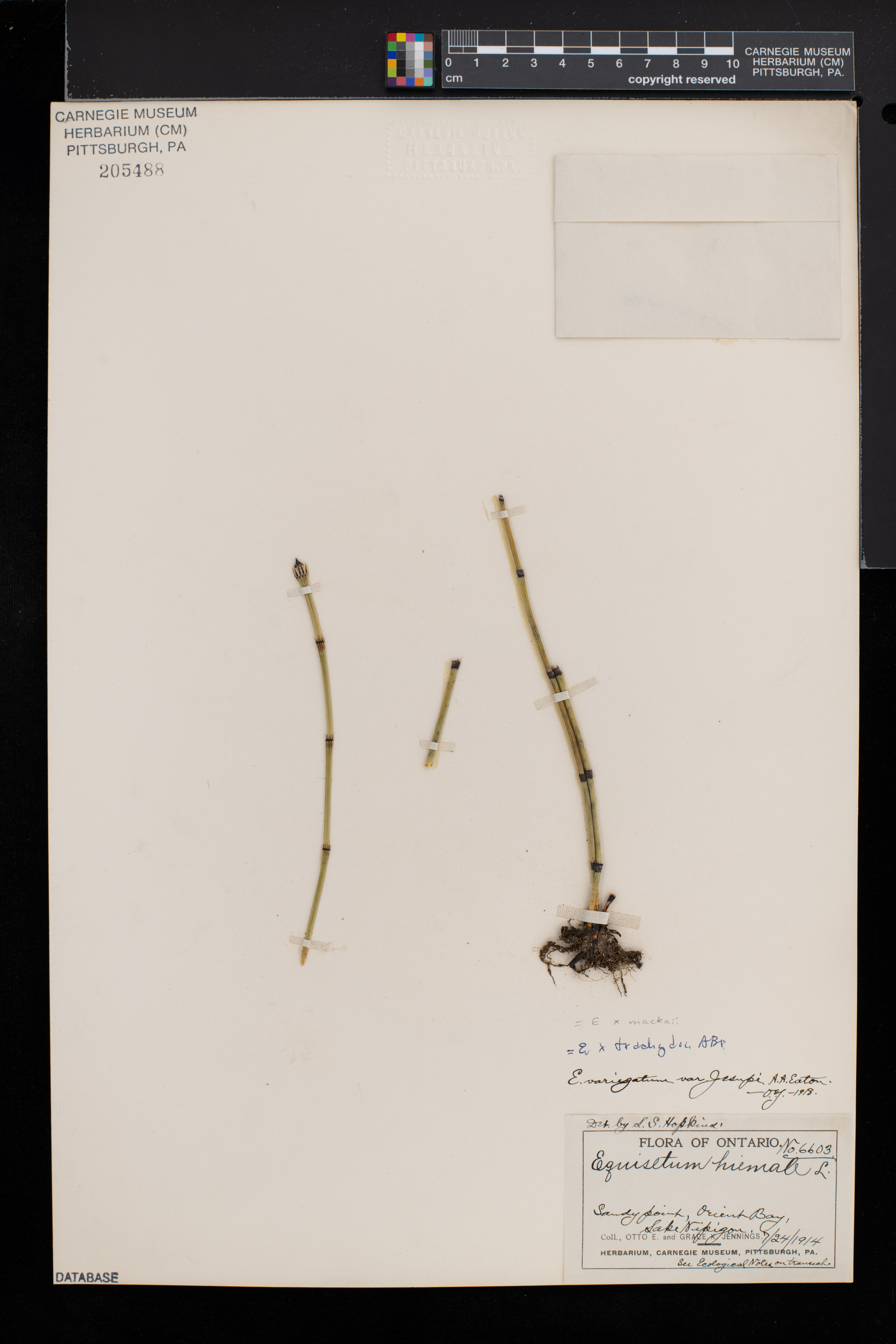 Equisetum trachyodon image