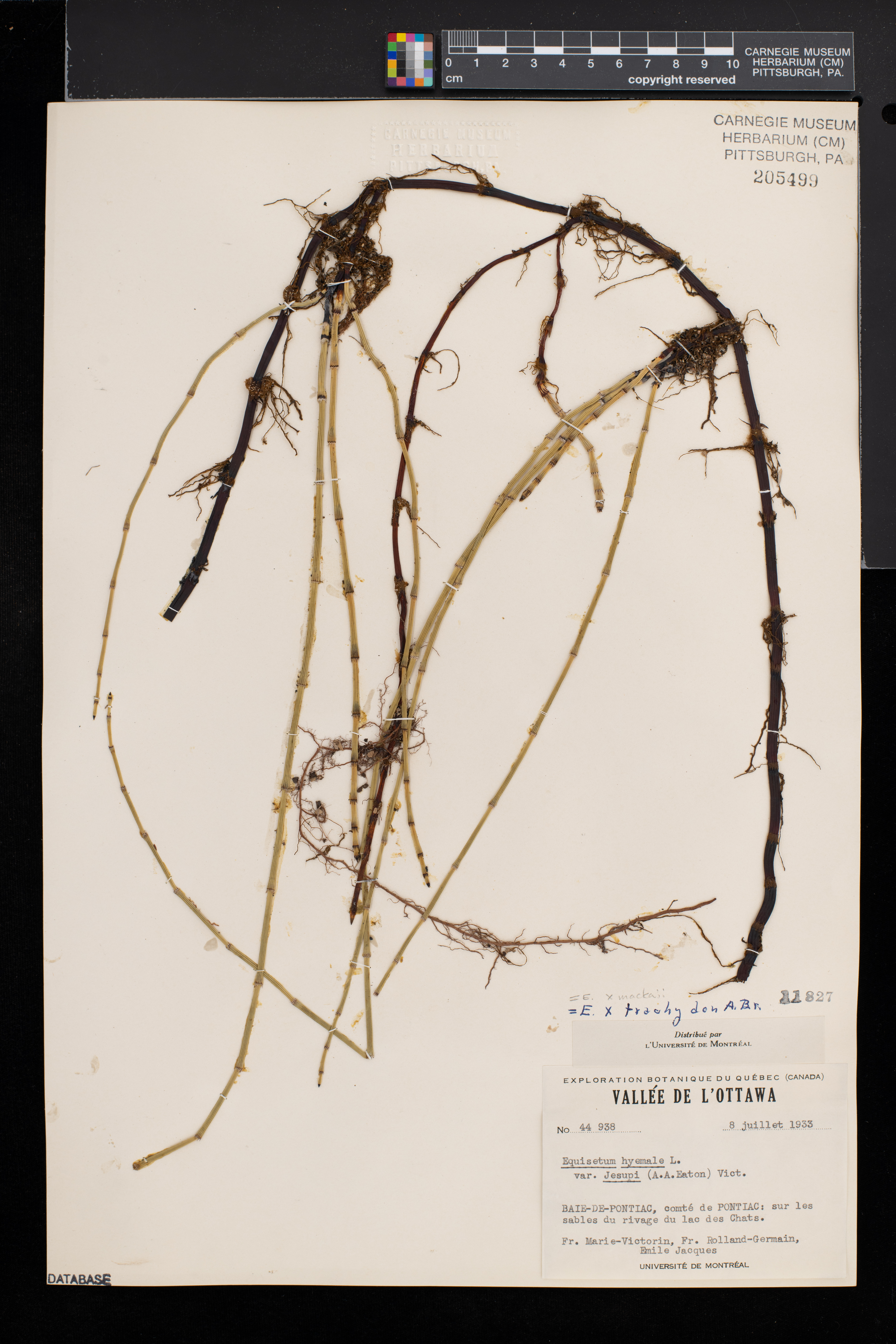 Equisetum trachyodon image