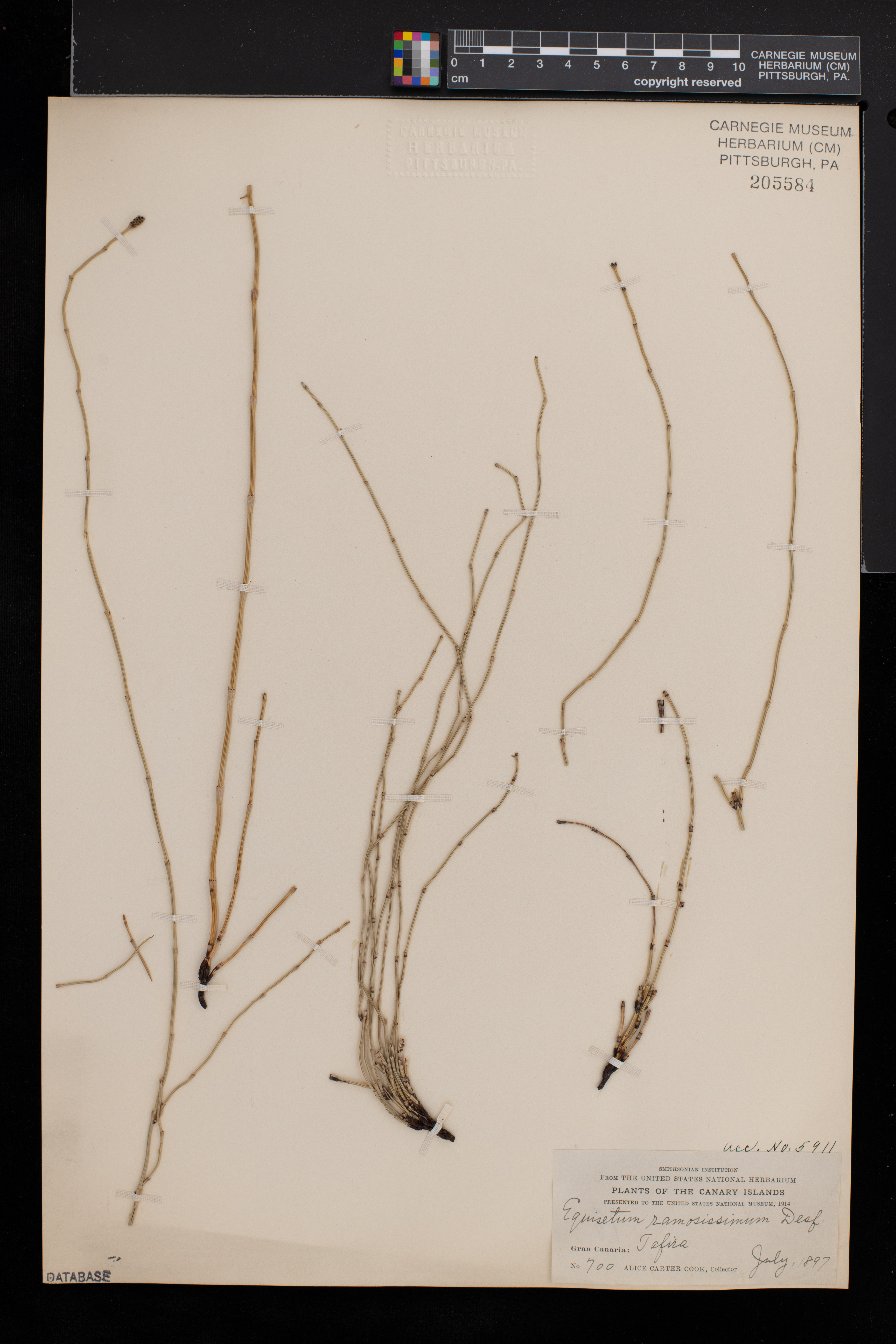 Equisetum ramosissimum image