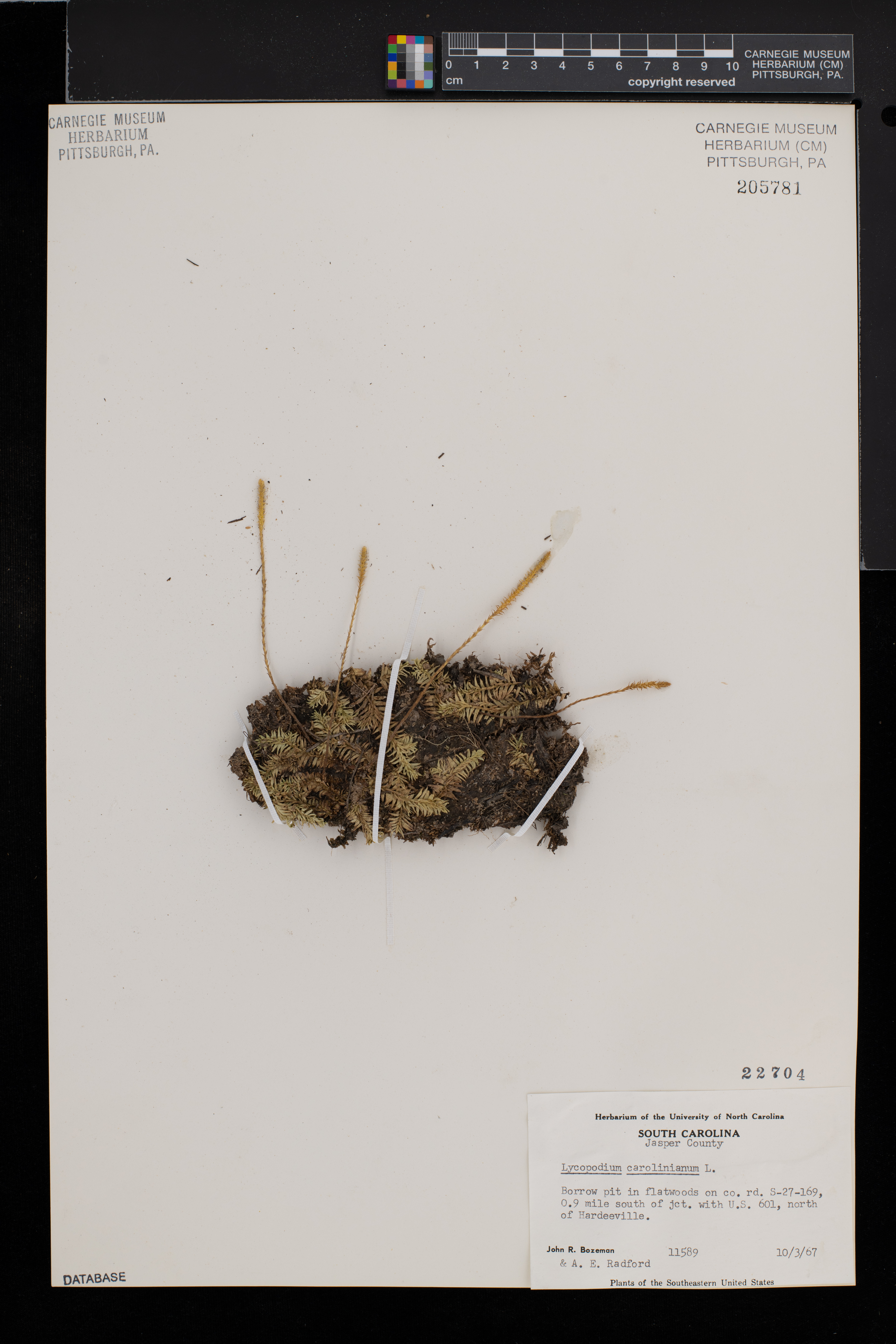 Pseudolycopodiella image