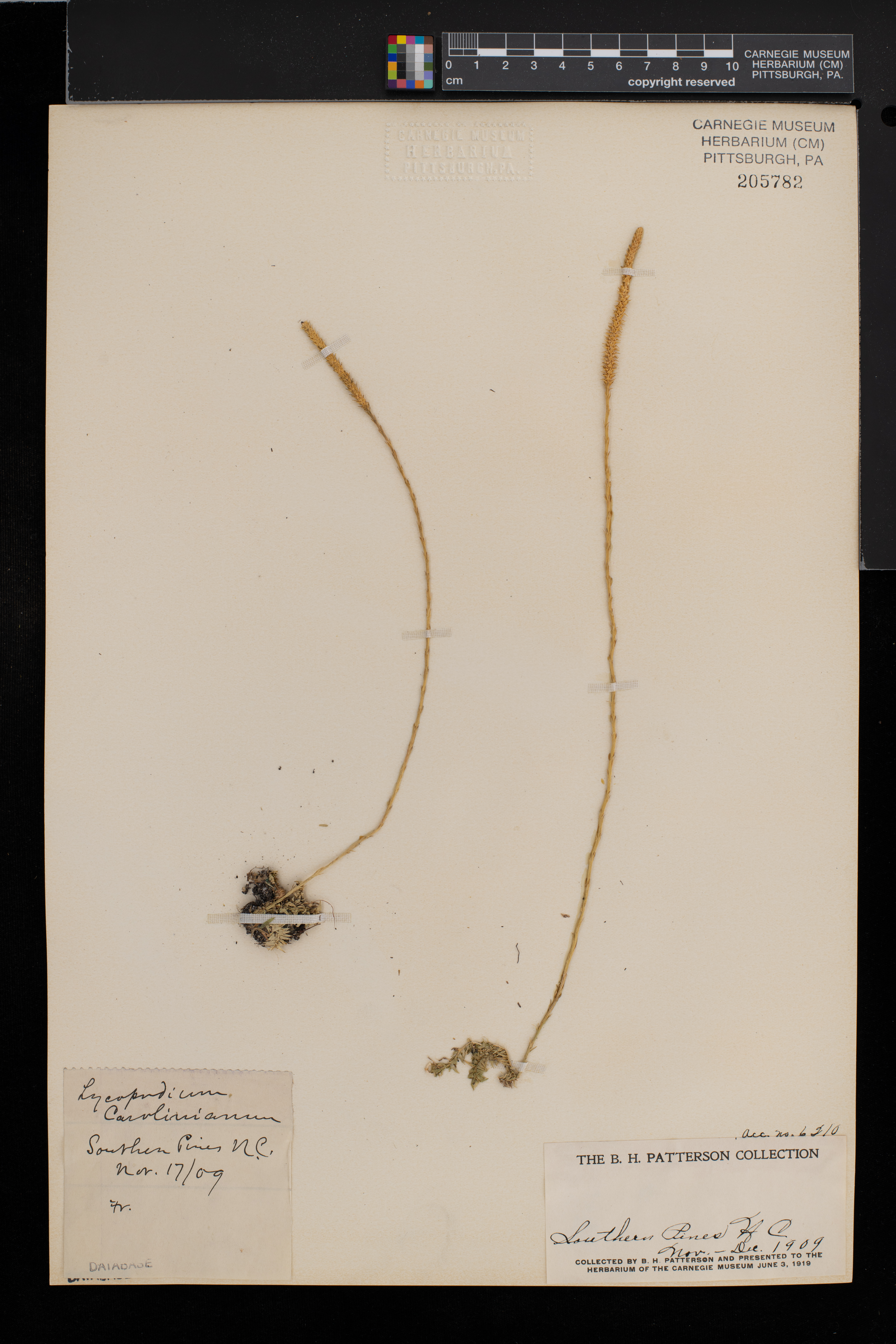 Pseudolycopodiella caroliniana image