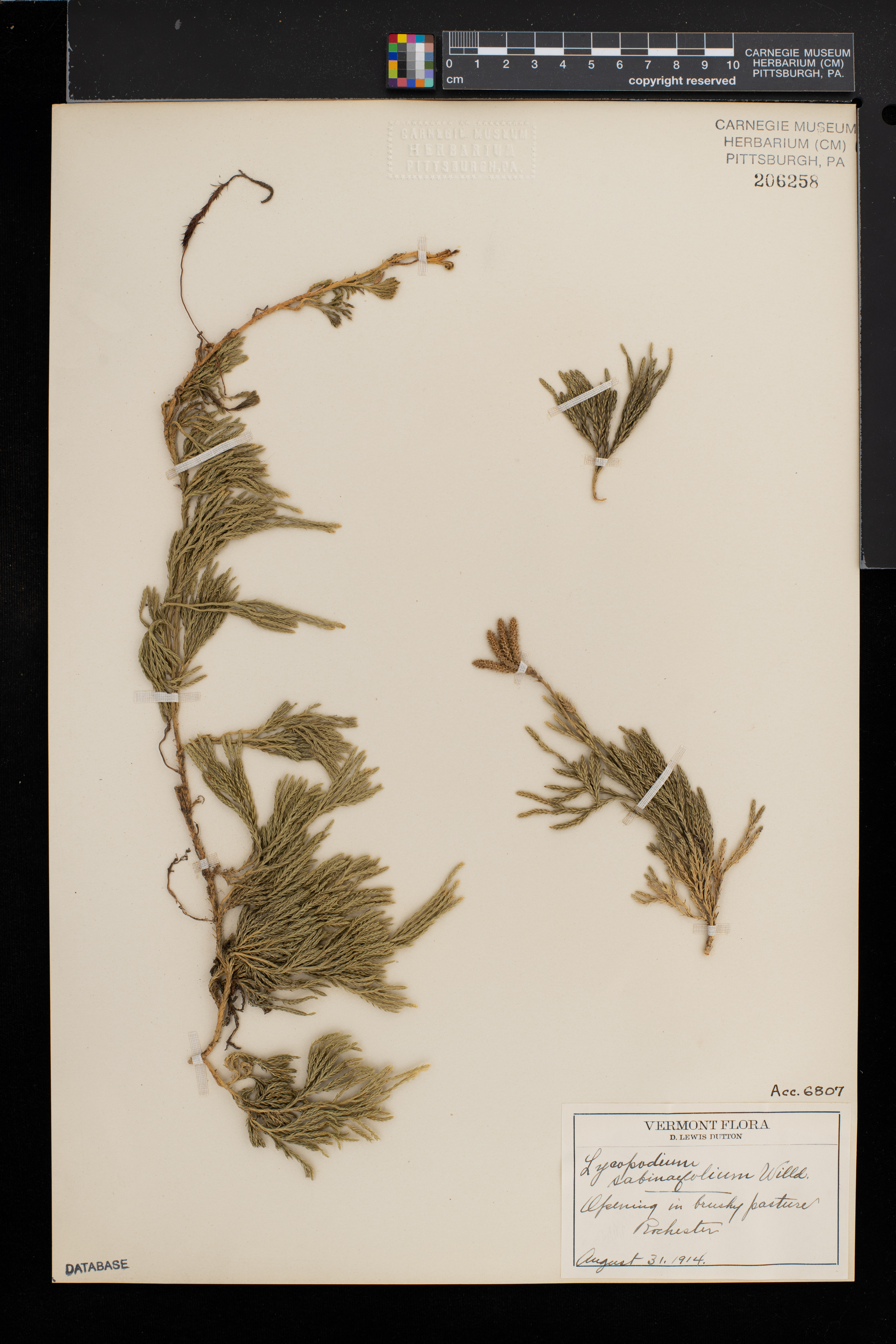 Diphasiastrum sabinifolium image