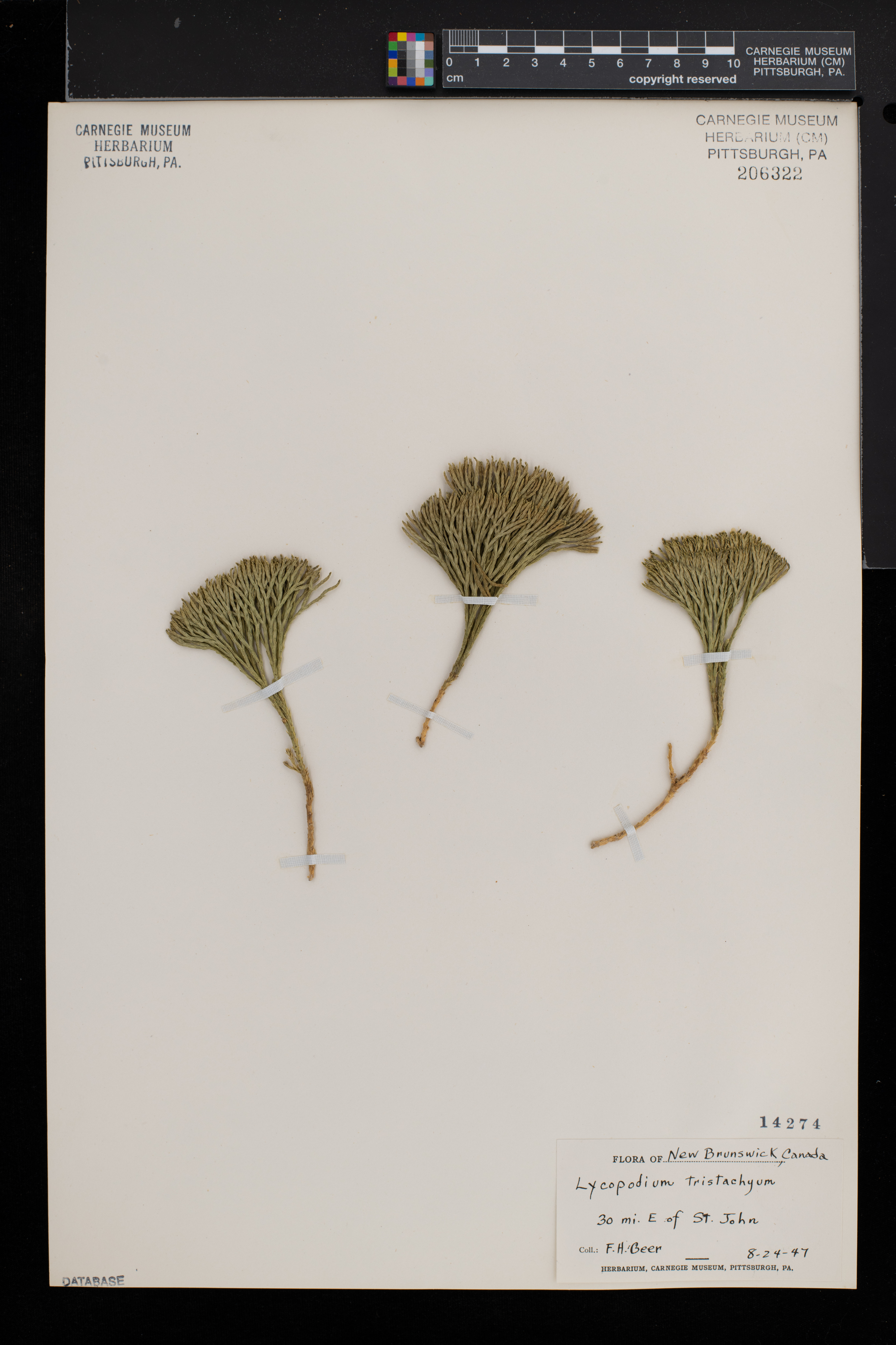 Diphasiastrum tristachyum image