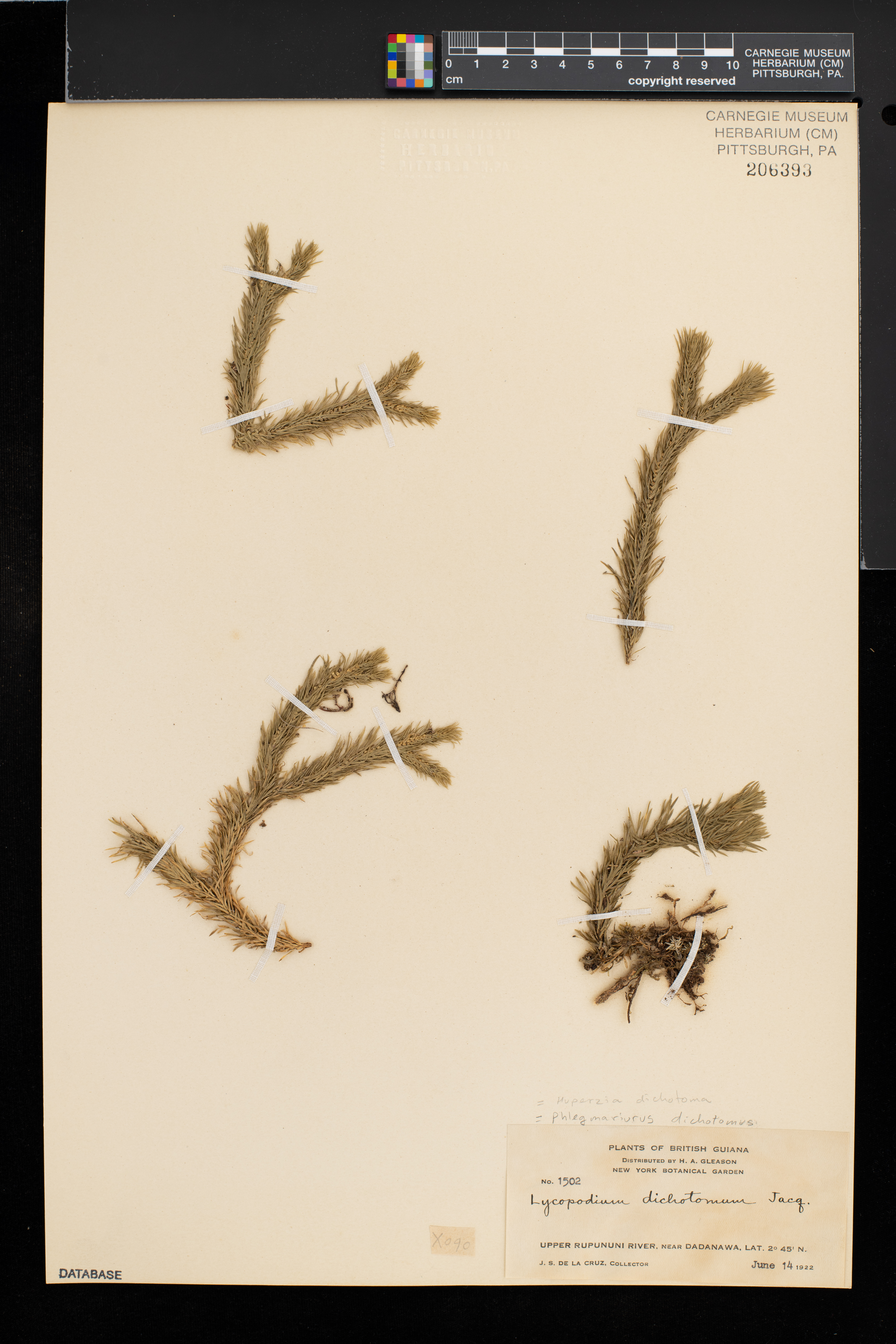 Huperzia dichotoma image