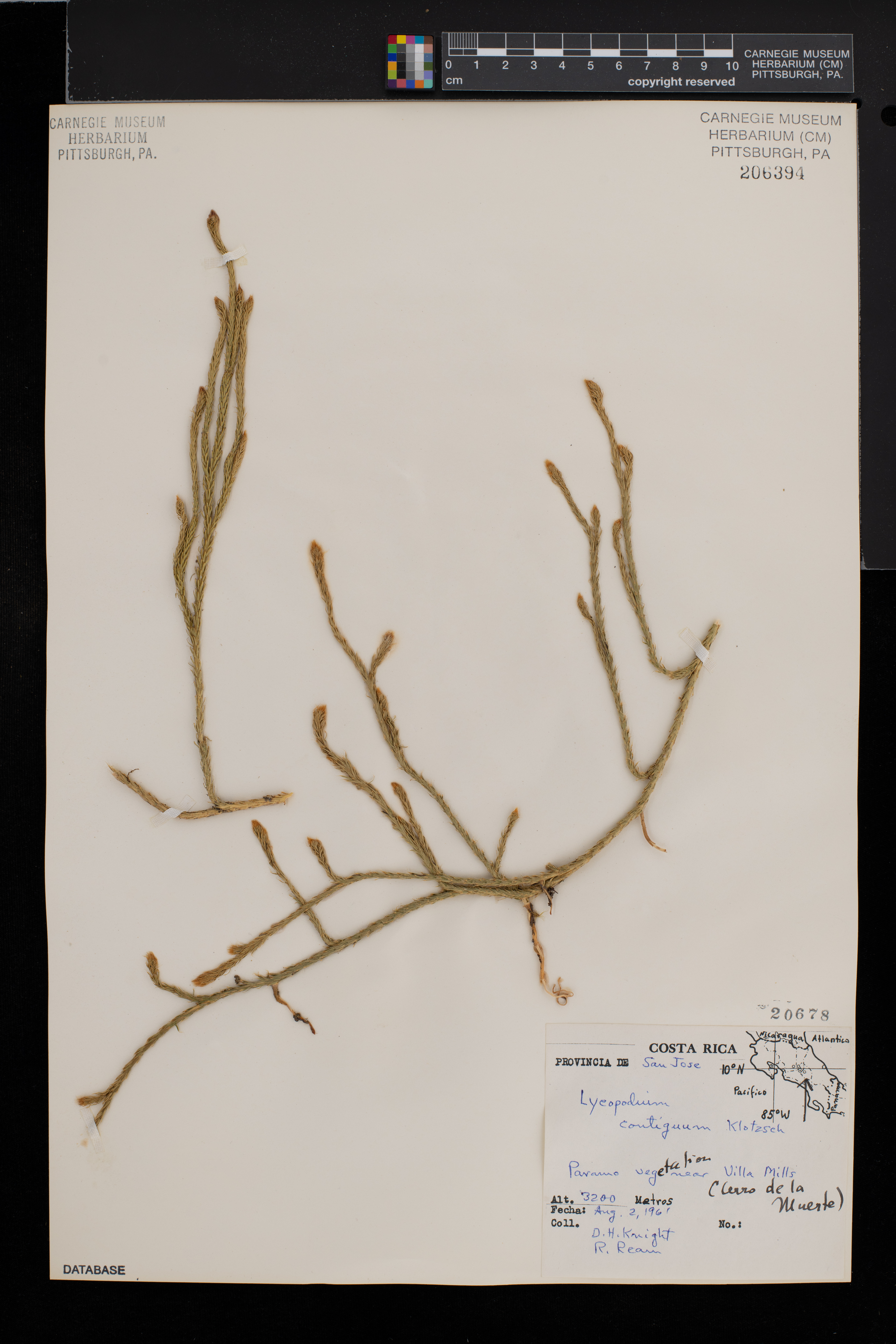 Lycopodium contiguum image