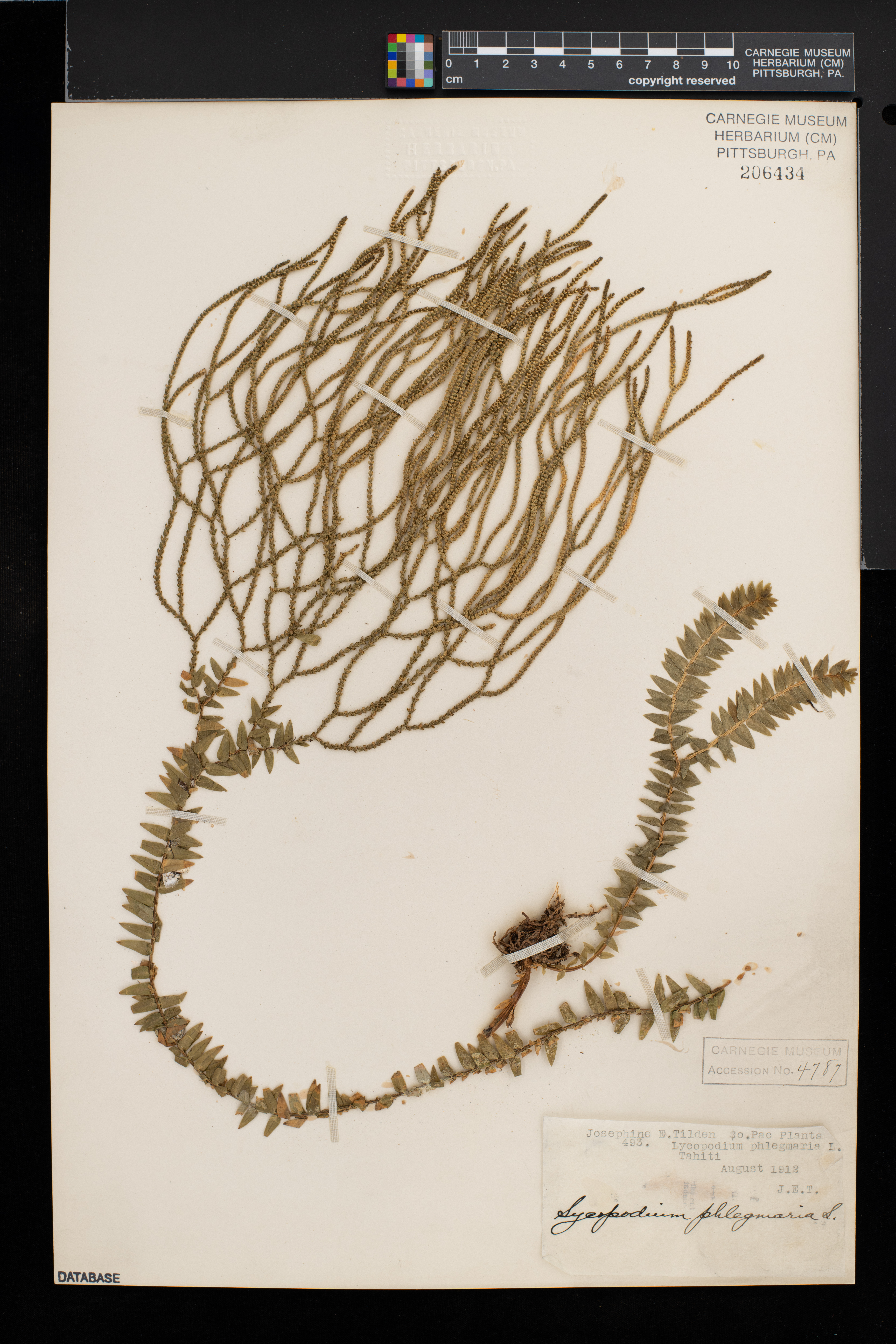 Huperzia phlegmaria image