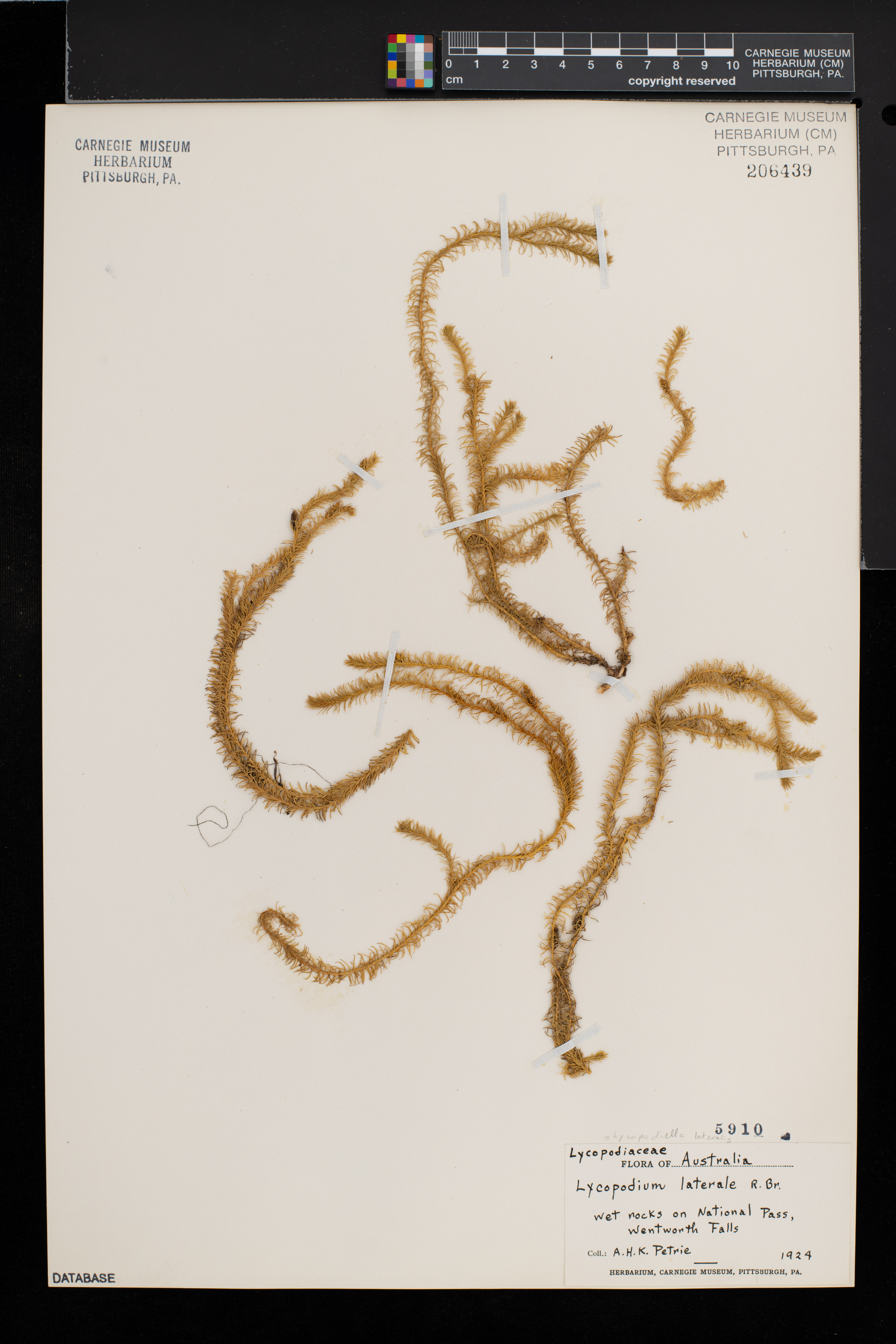 Lateristachys lateralis image