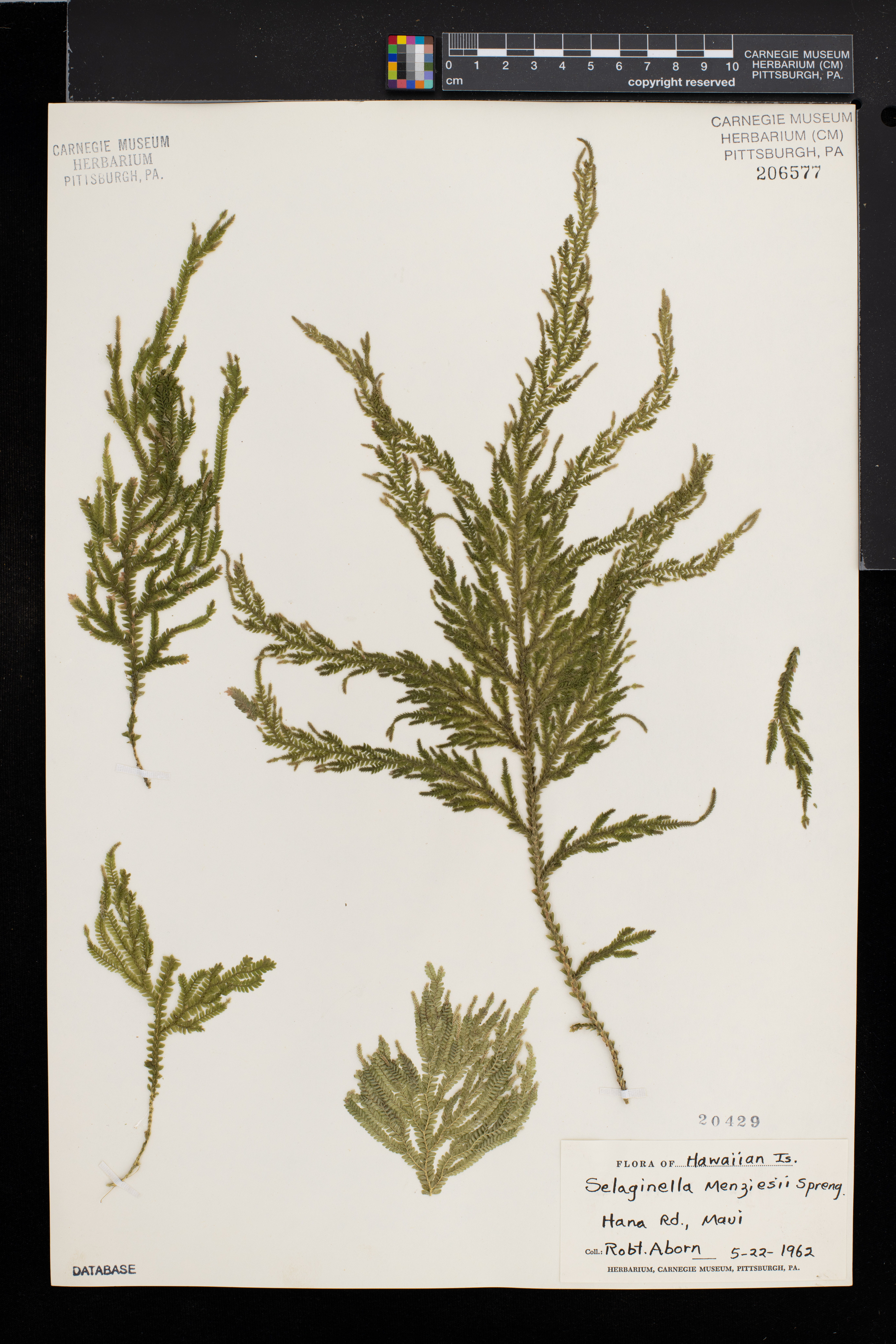 Selaginella menziesii image