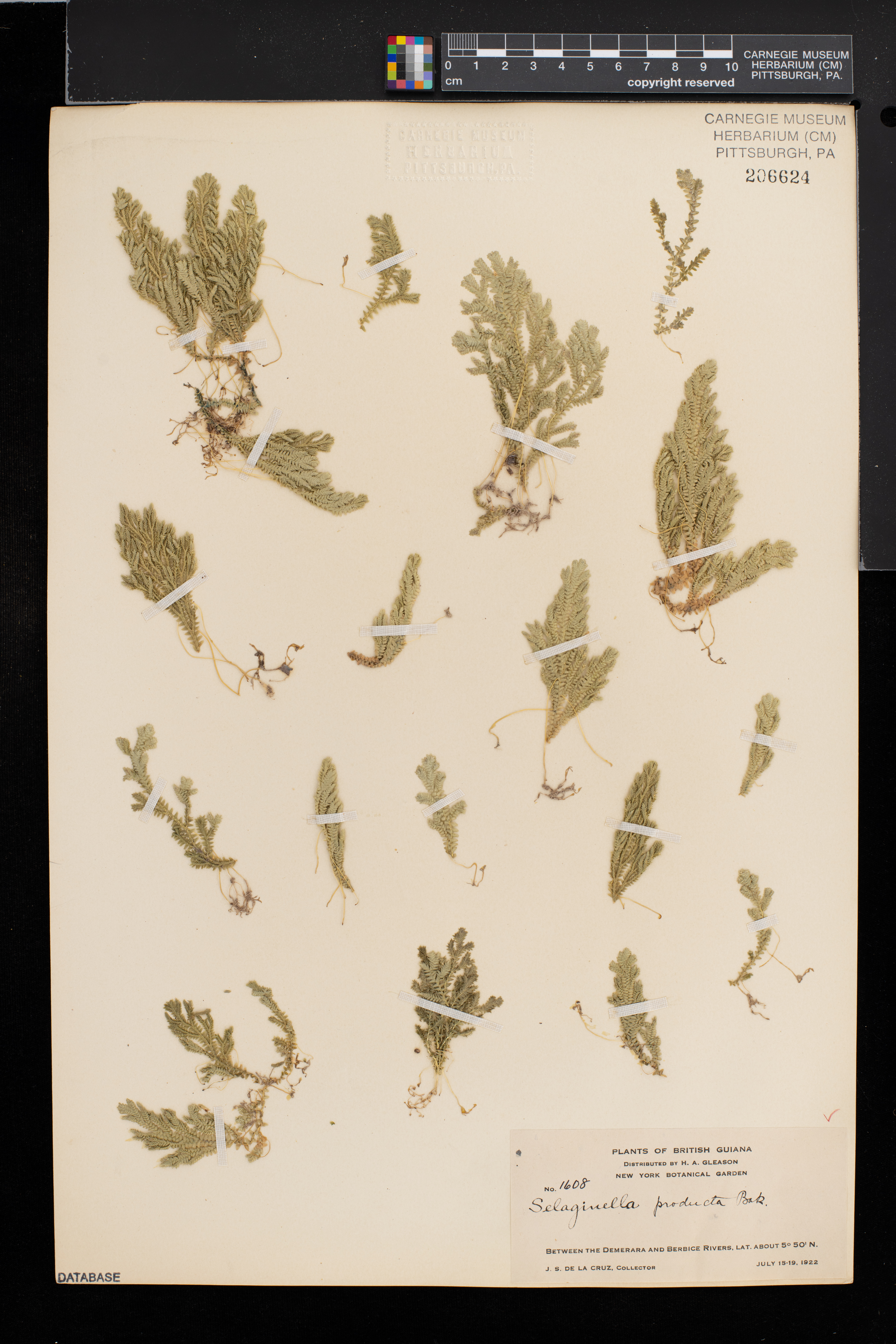 Selaginella producta image
