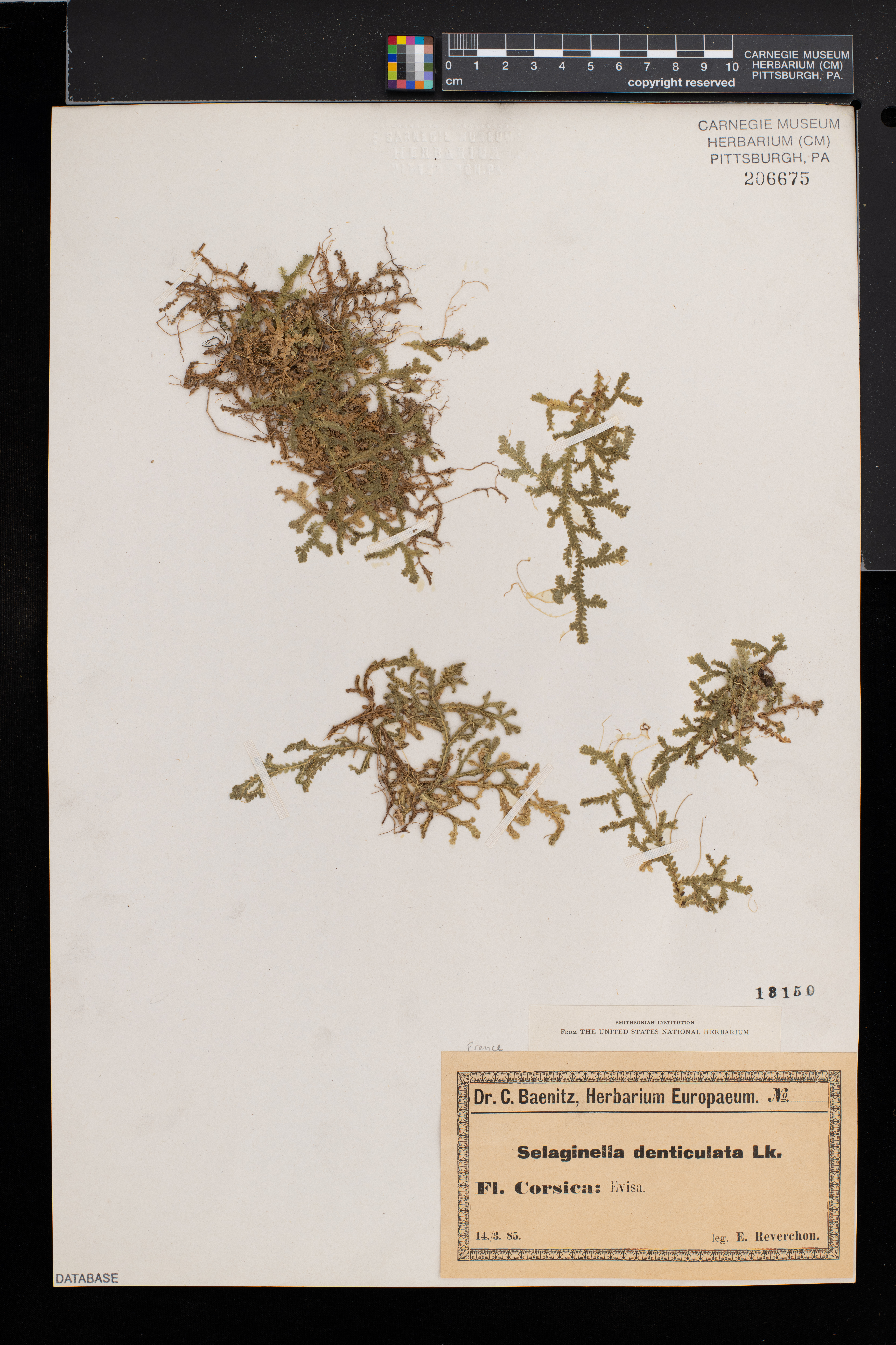 Selaginella kraussiana image