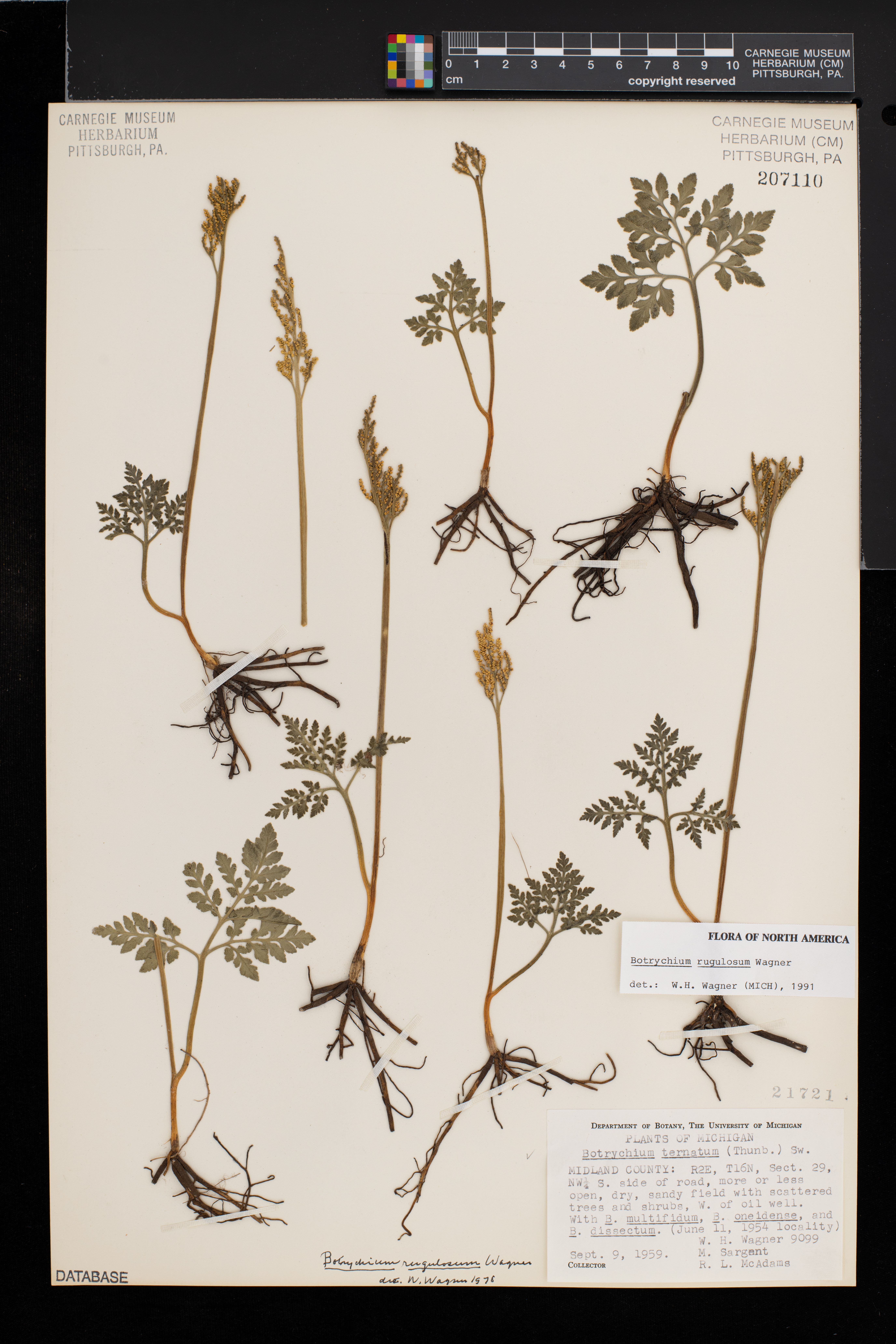 Sceptridium rugulosum image