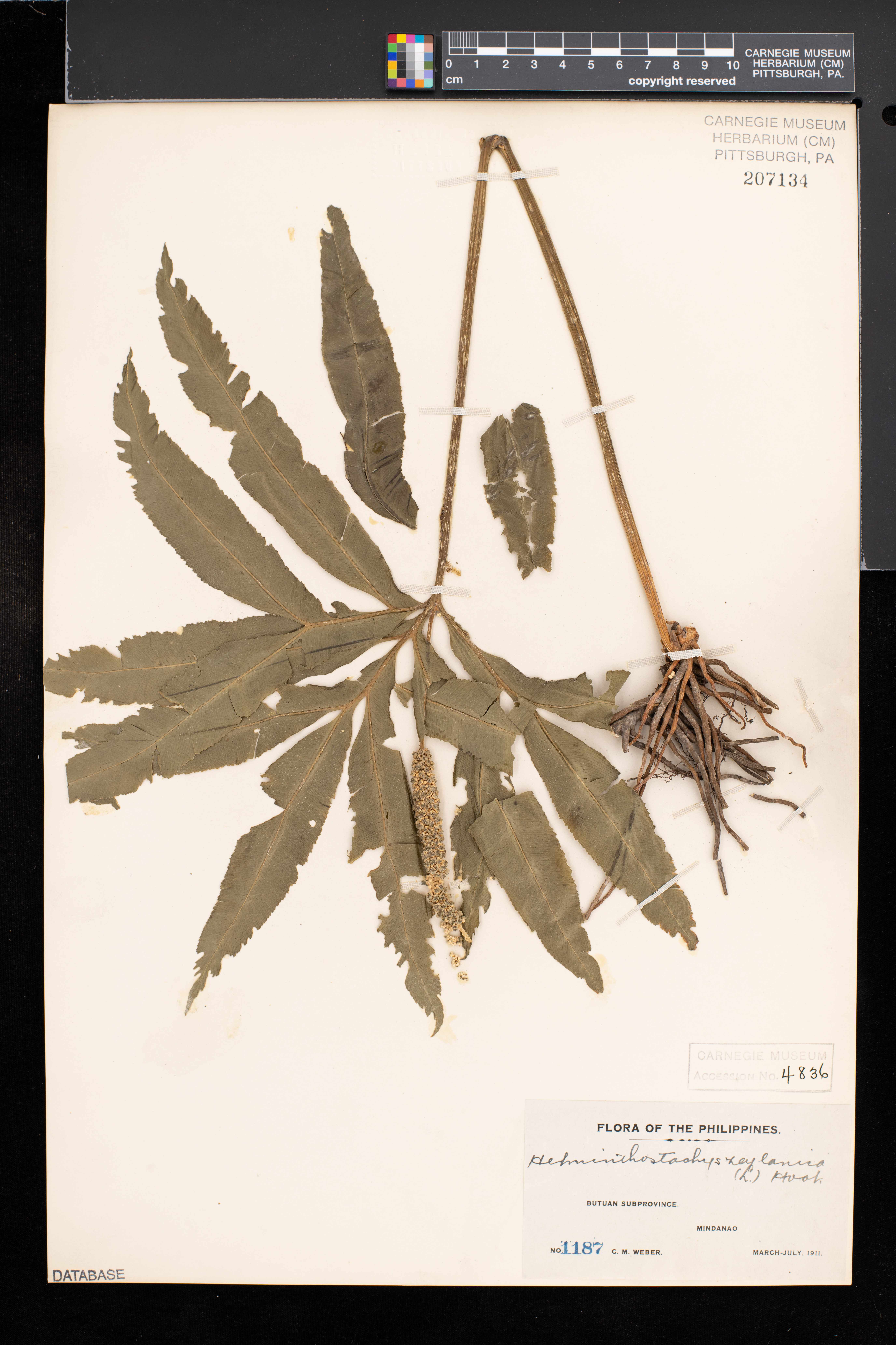 Helminthostachys zeylanica image