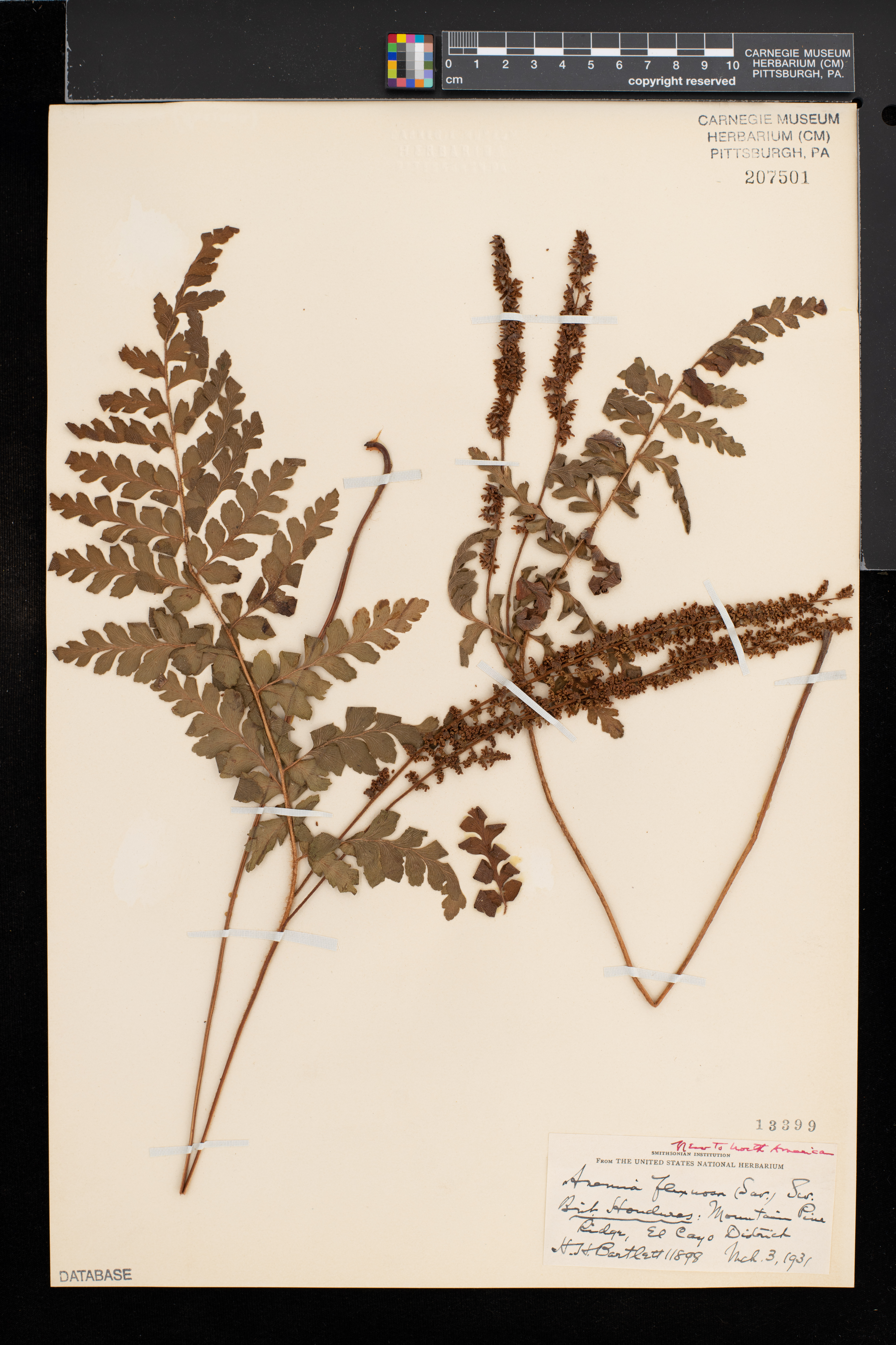 Anemia flexuosa image