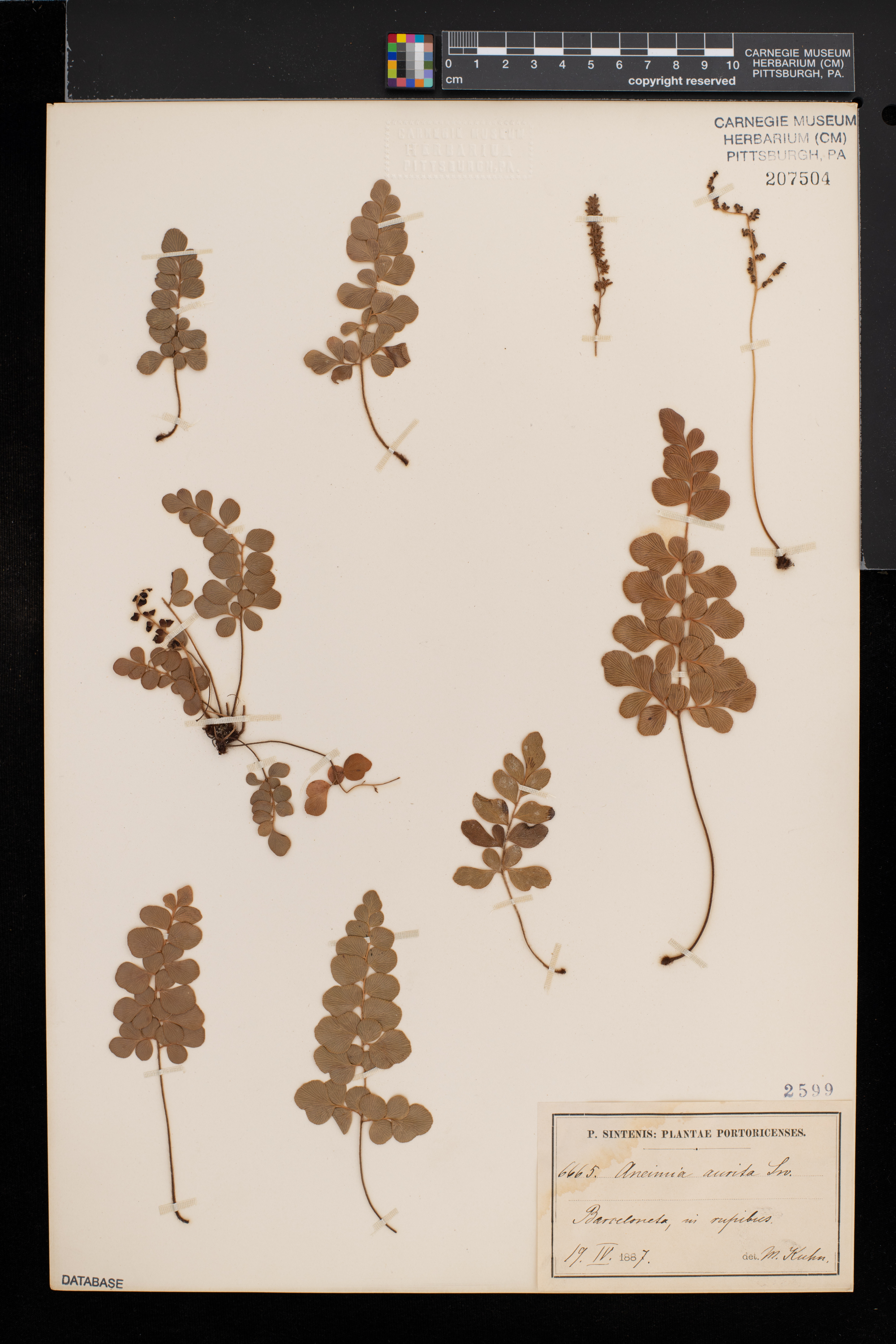 Anemia aurita image
