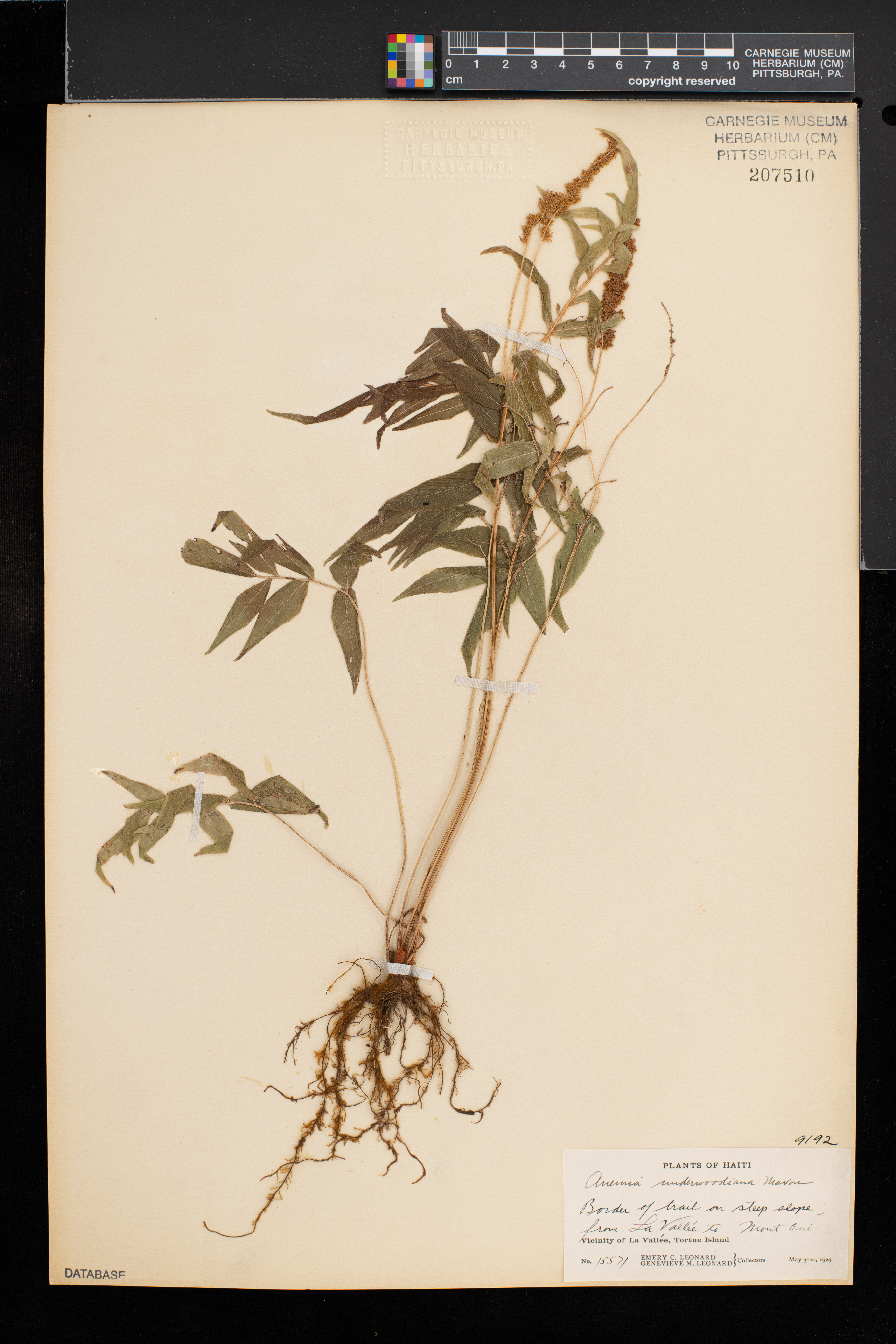 Anemia underwoodiana image