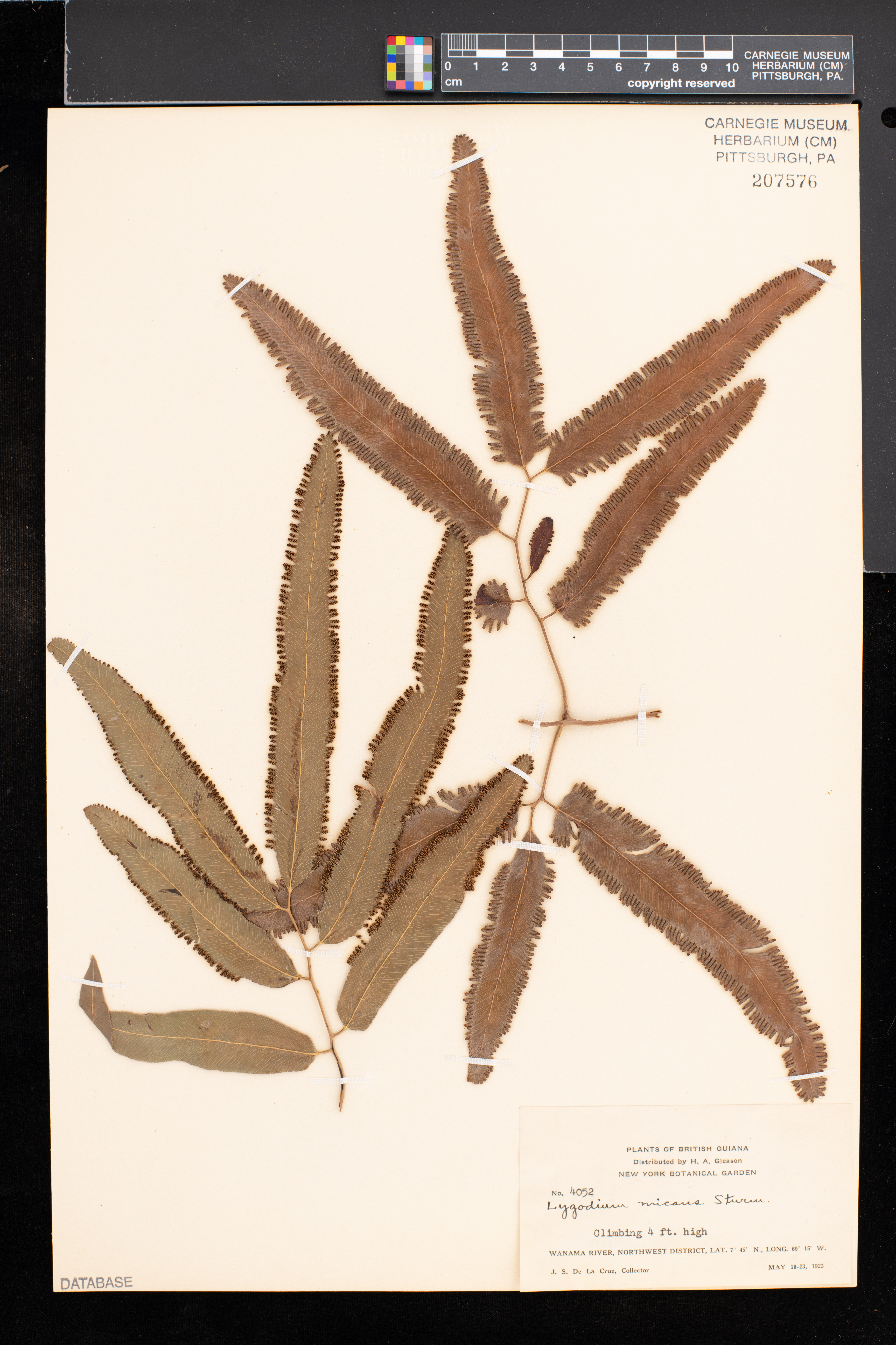 Lygodium volubile image