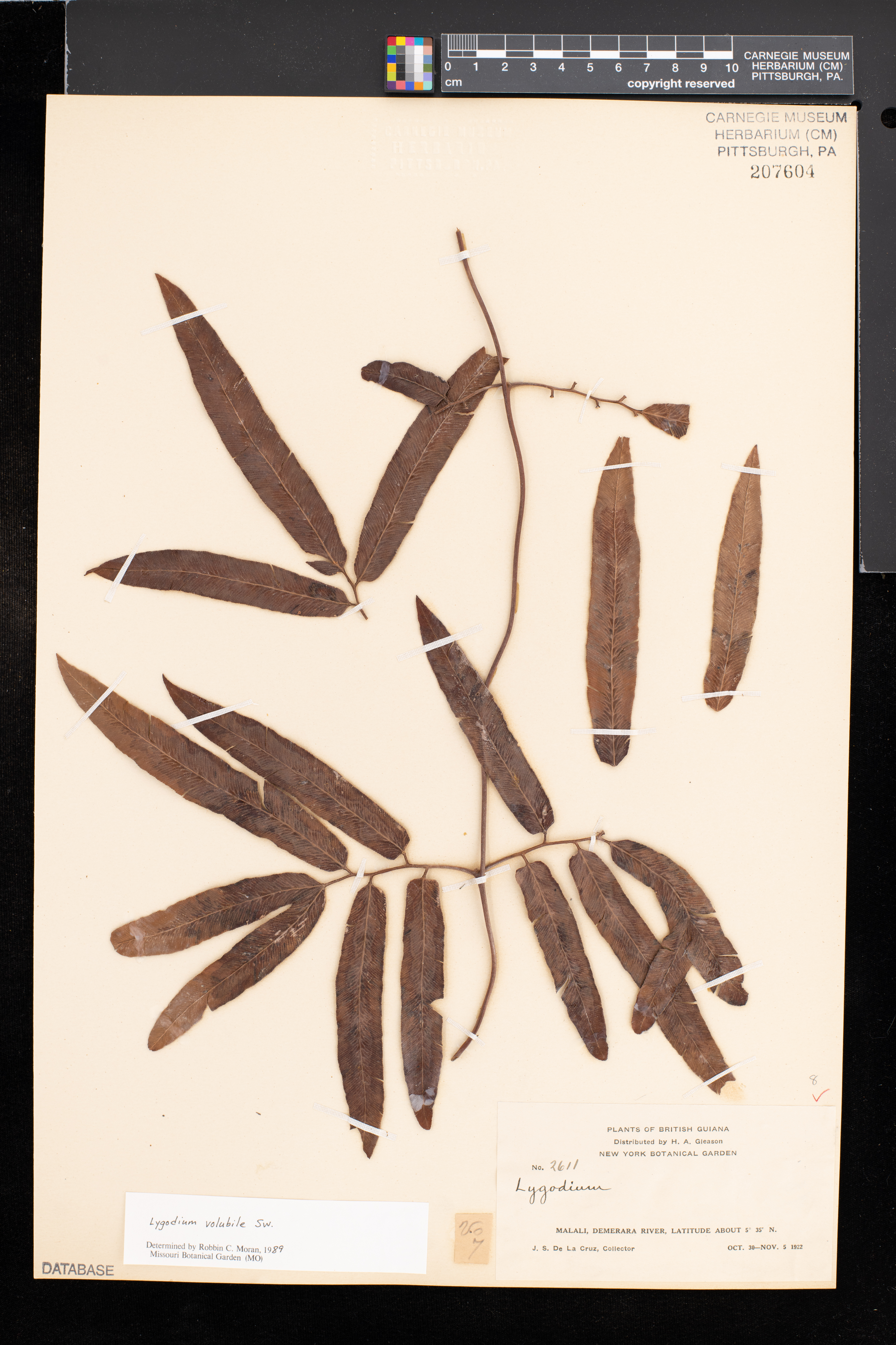 Lygodium volubile image