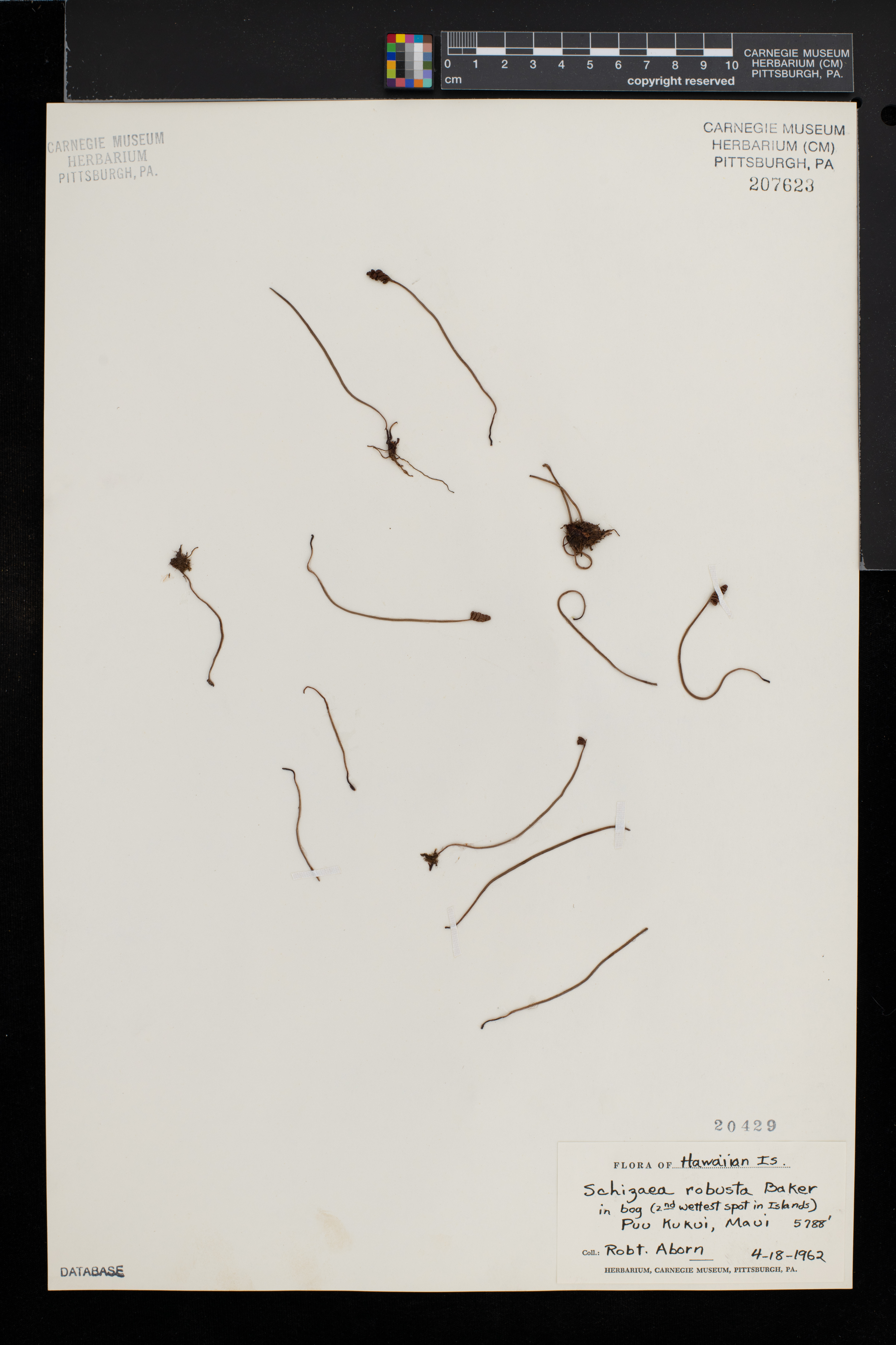 Schizaea robusta image