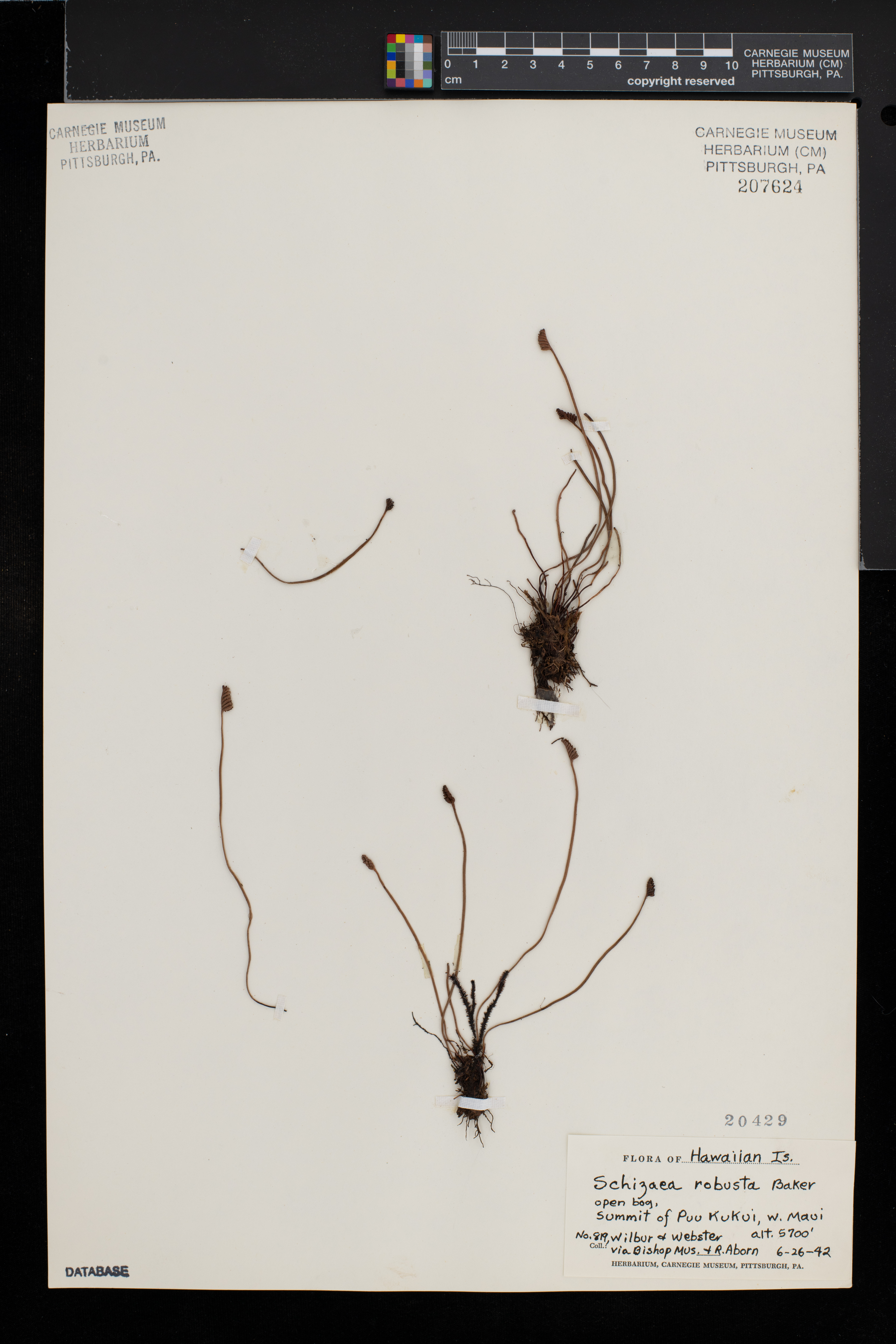 Schizaea robusta image