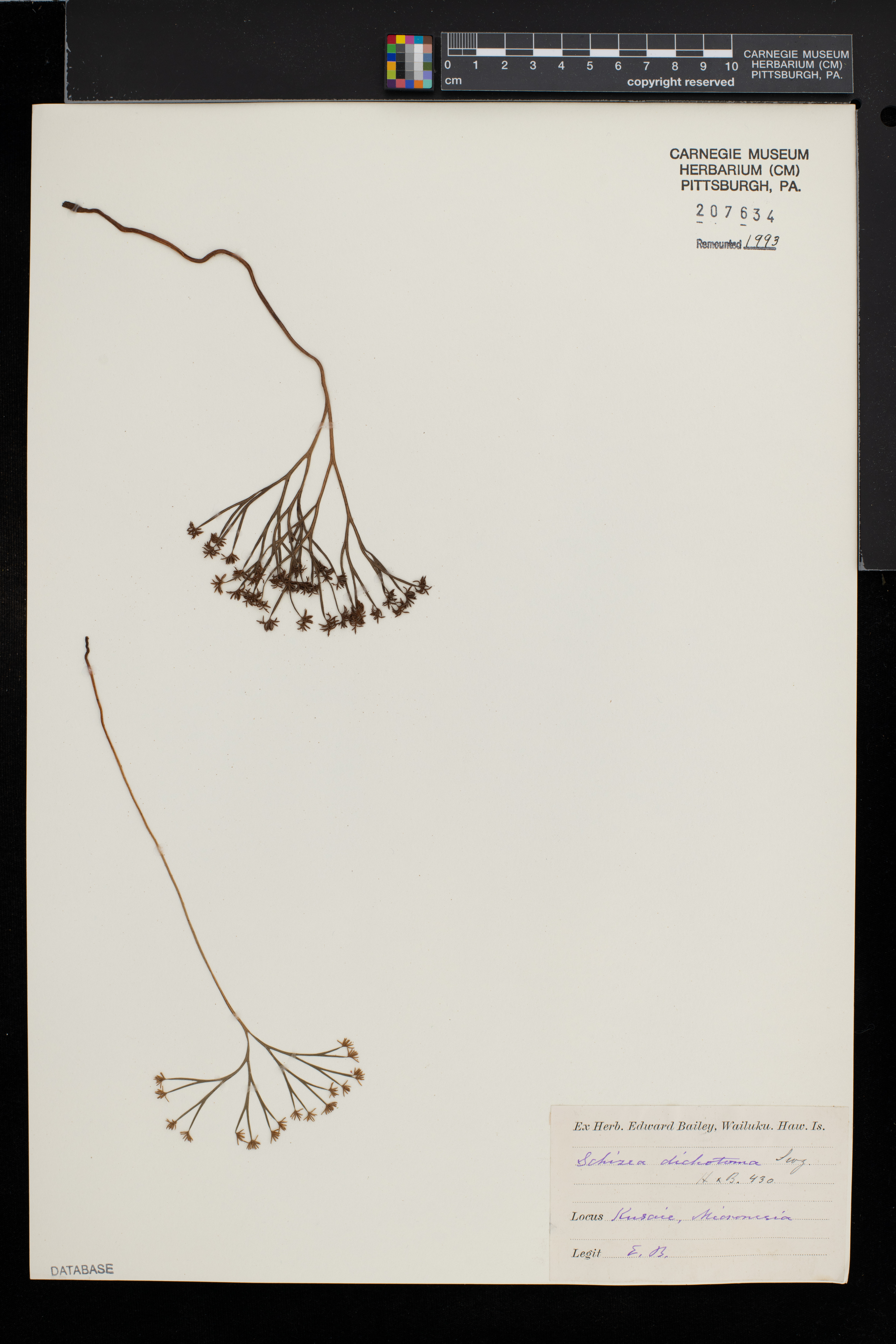 Schizaea dichotoma image