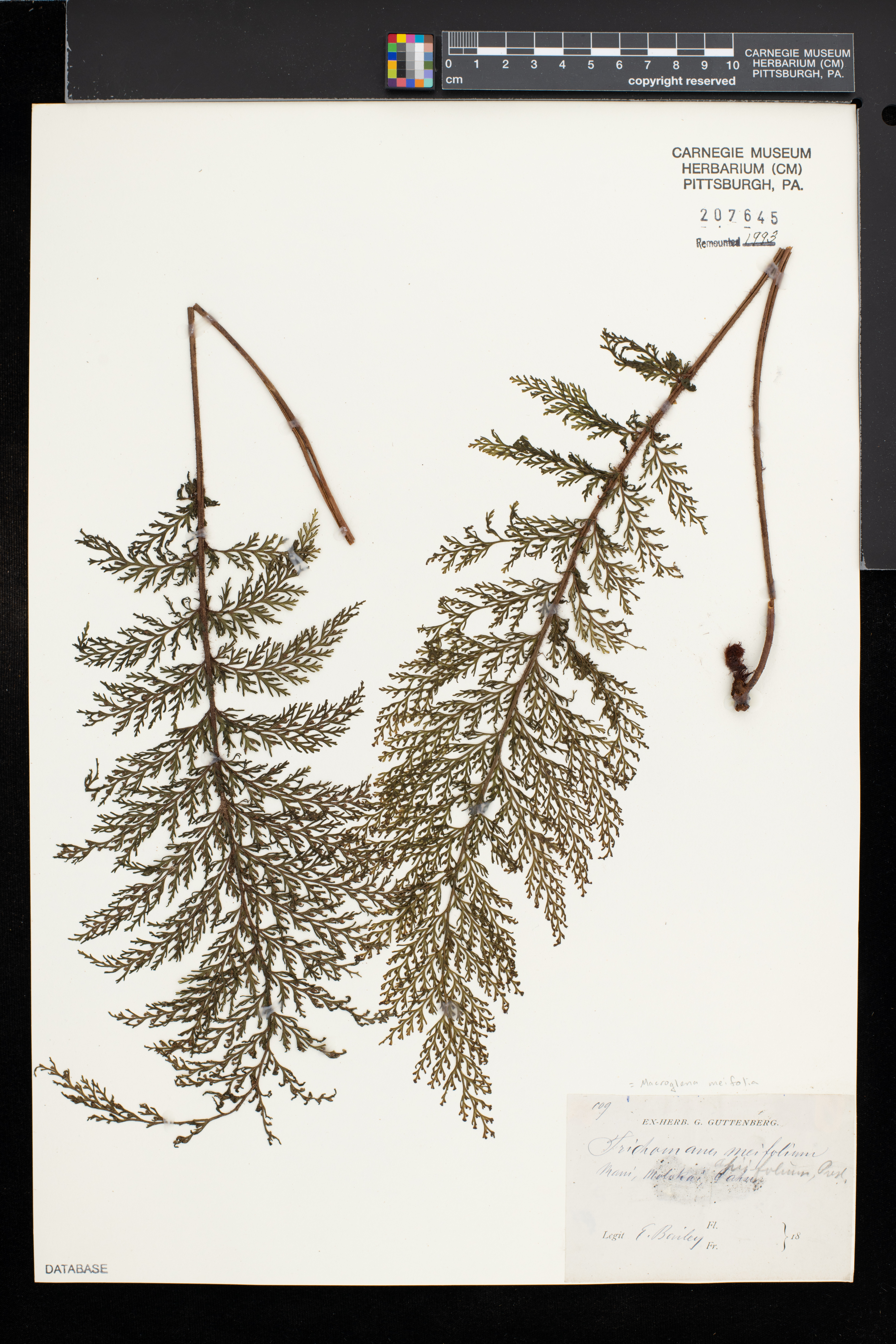 Abrodictyum parviflorum image