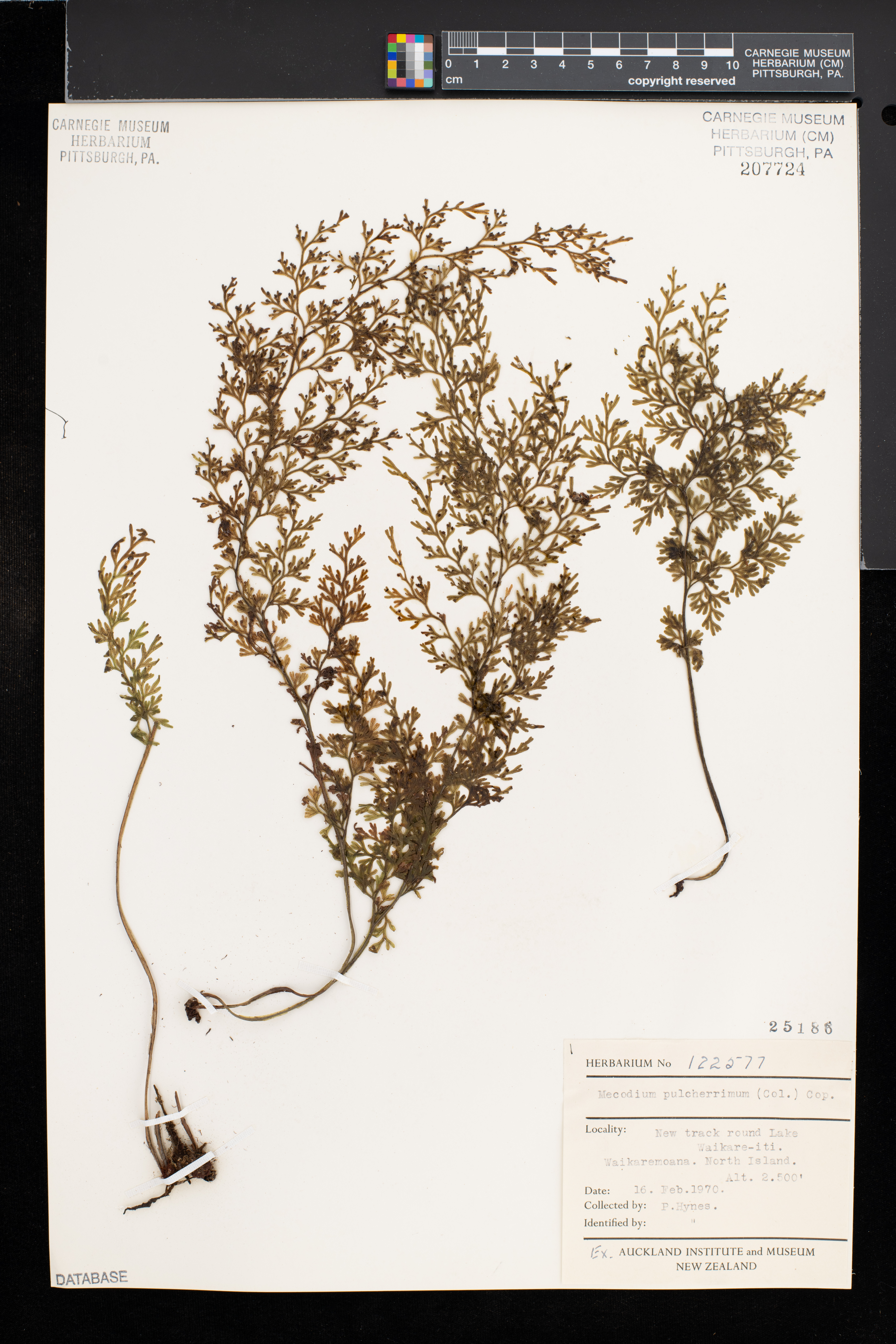 Hymenophyllum pulcherrimum image