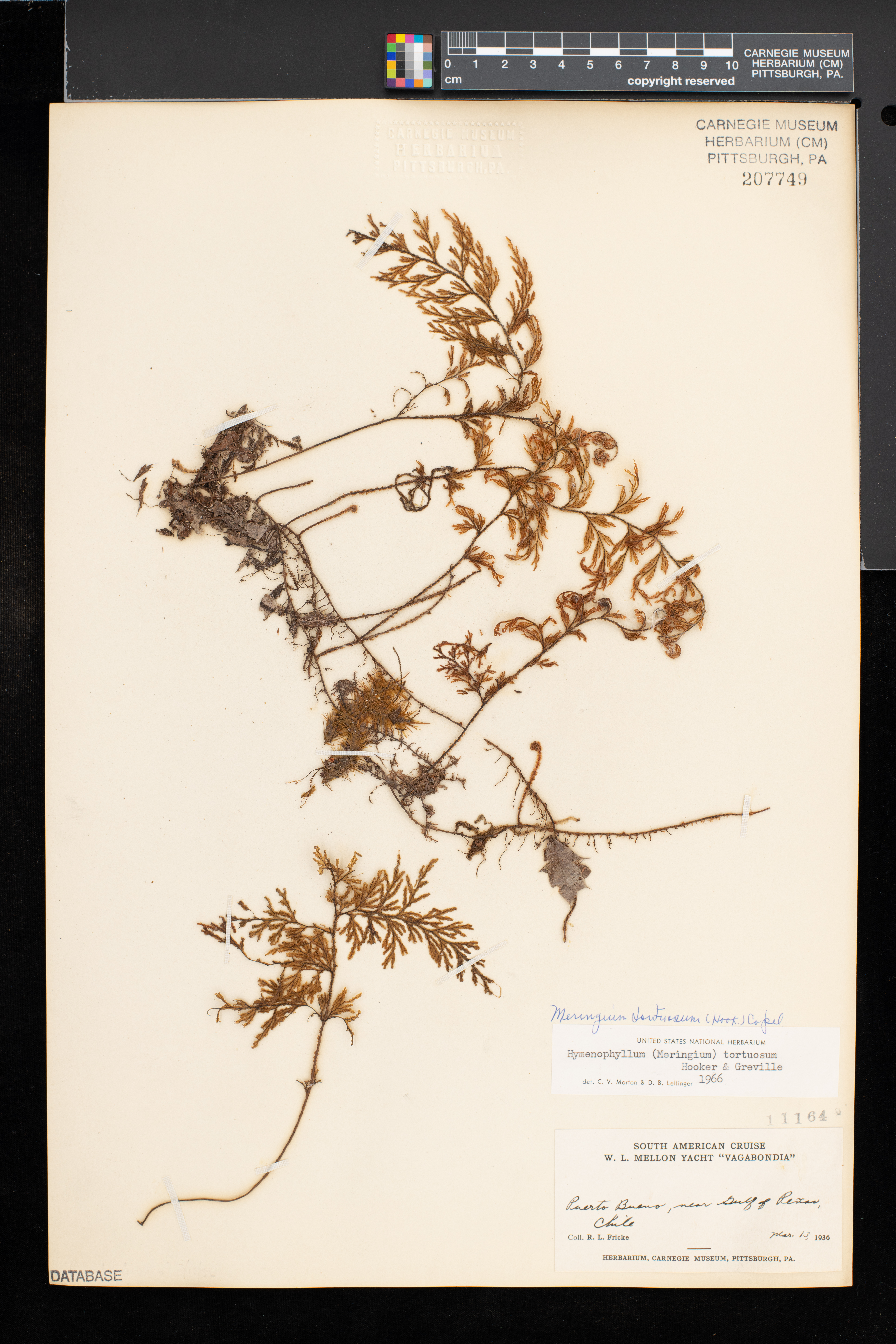 Hymenophyllum tortuosum image