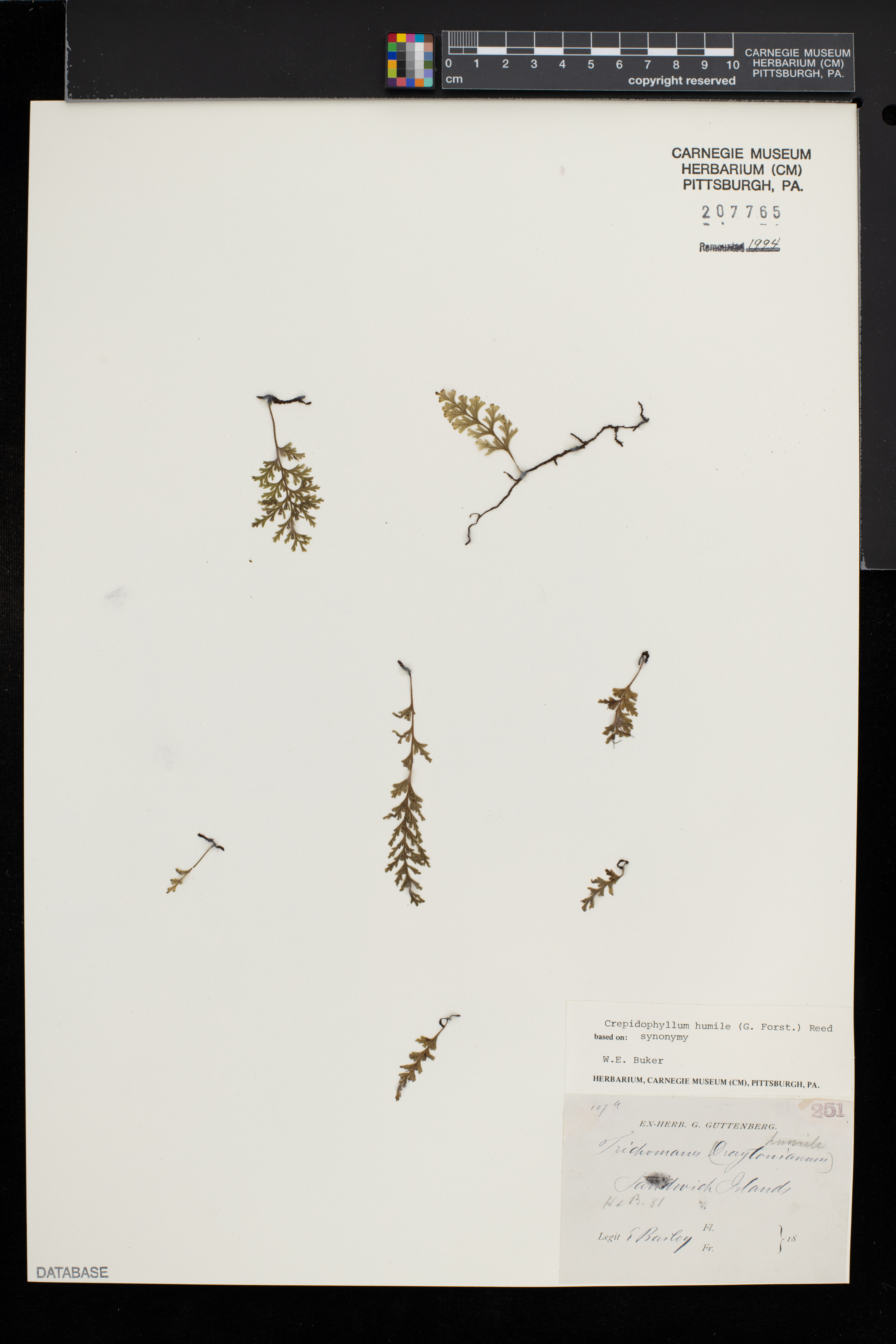 Reediella image