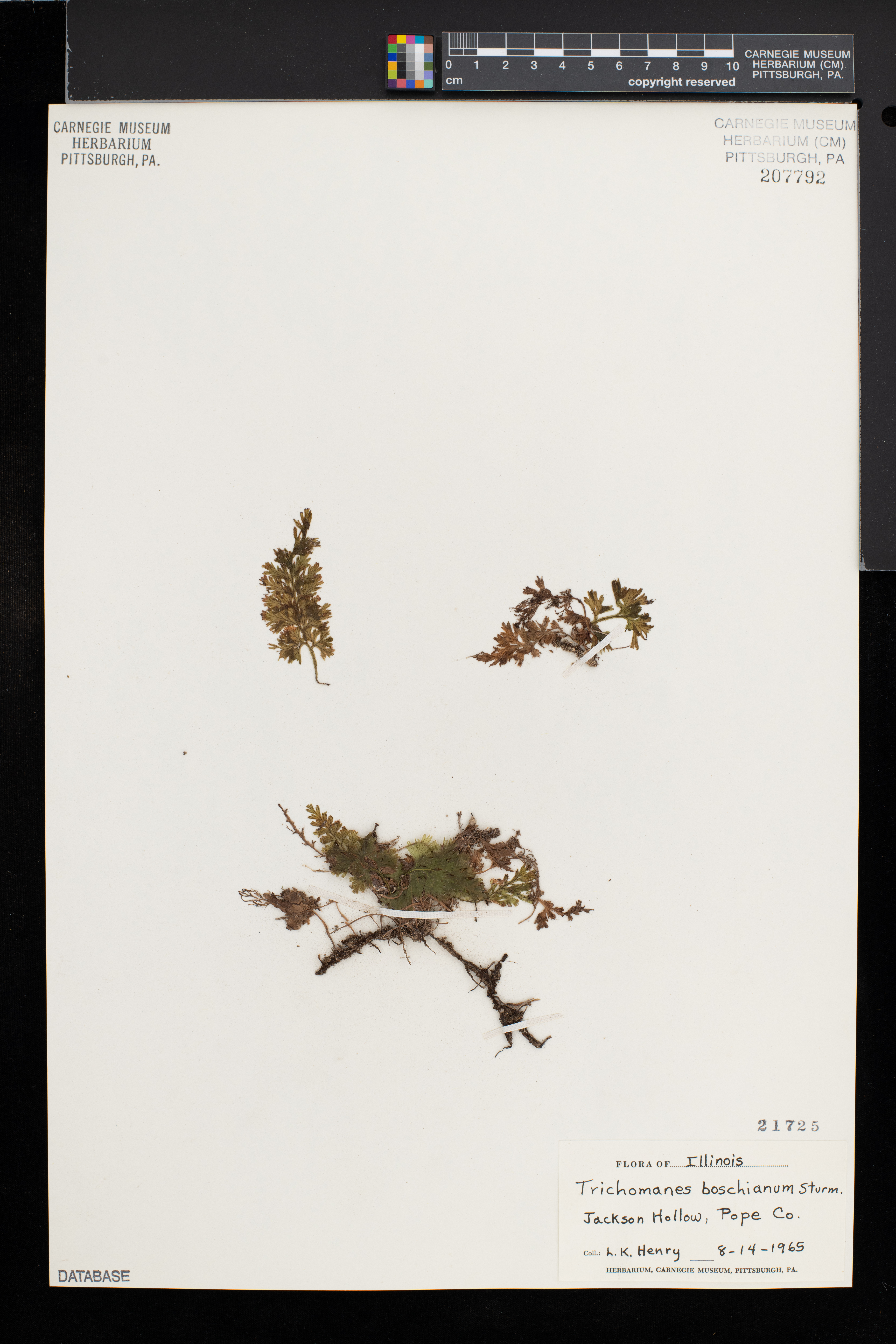 Vandenboschia boschiana image