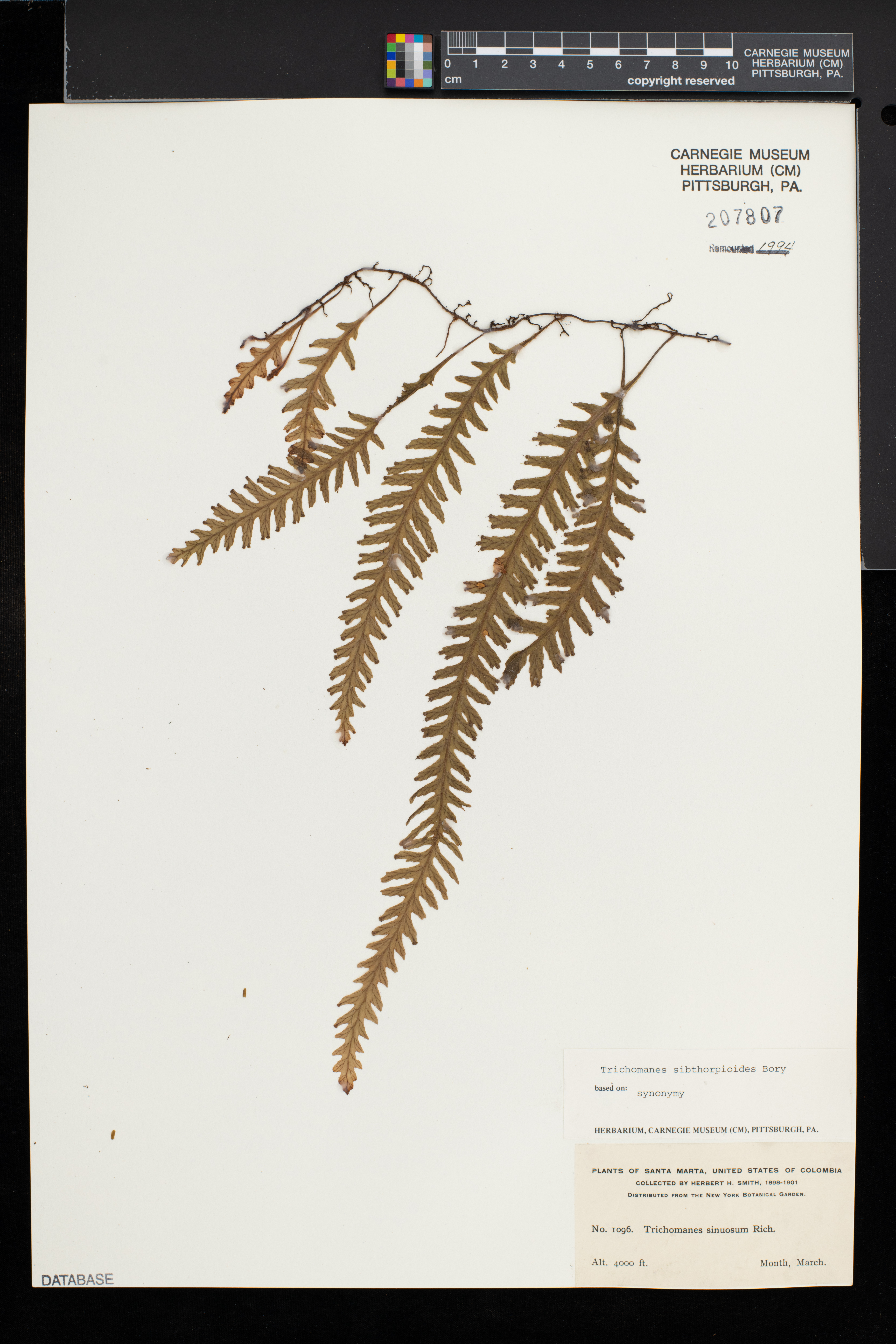 Hymenophyllum sibthorpioides image