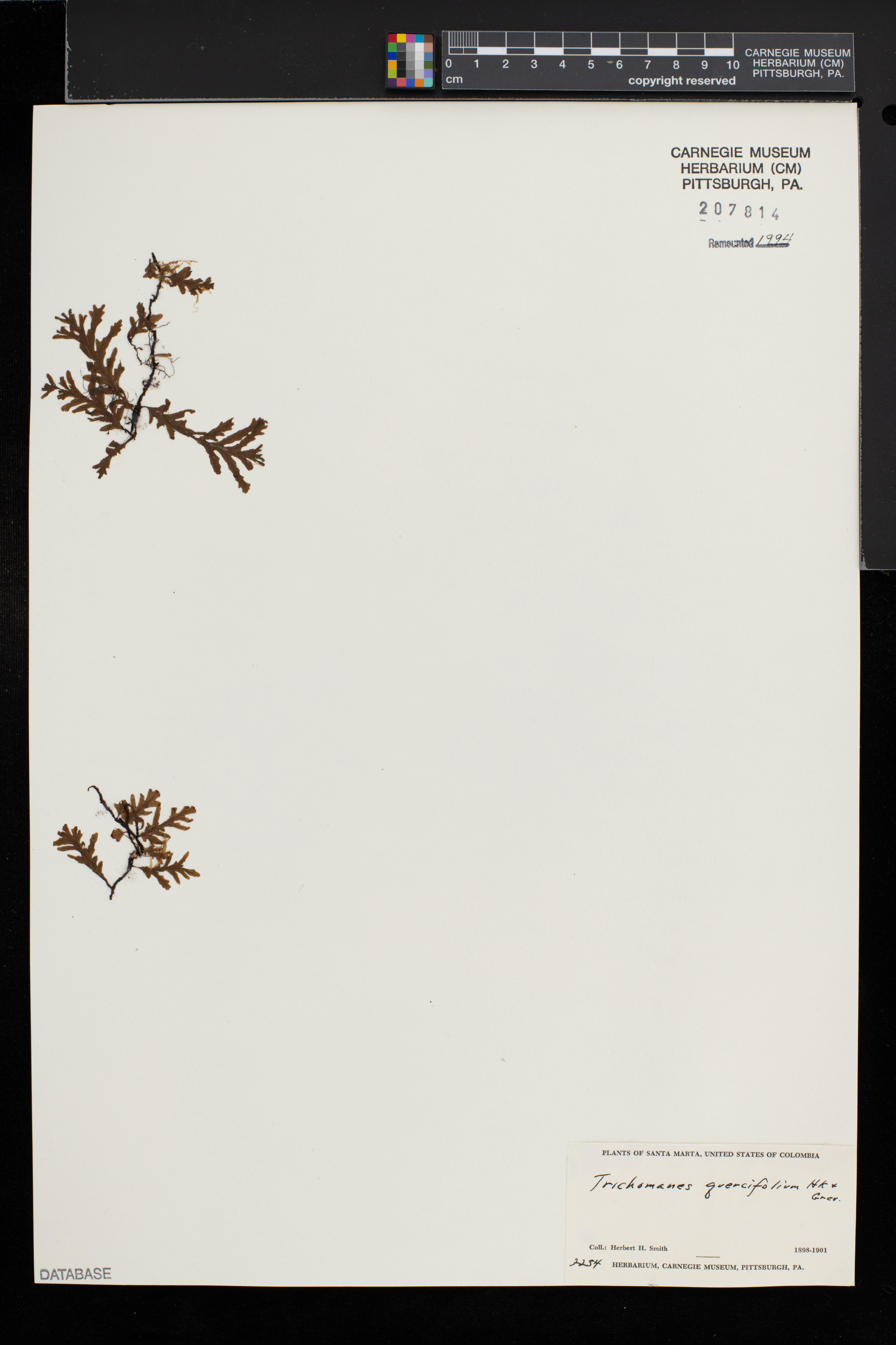 Trichomanes reptans image