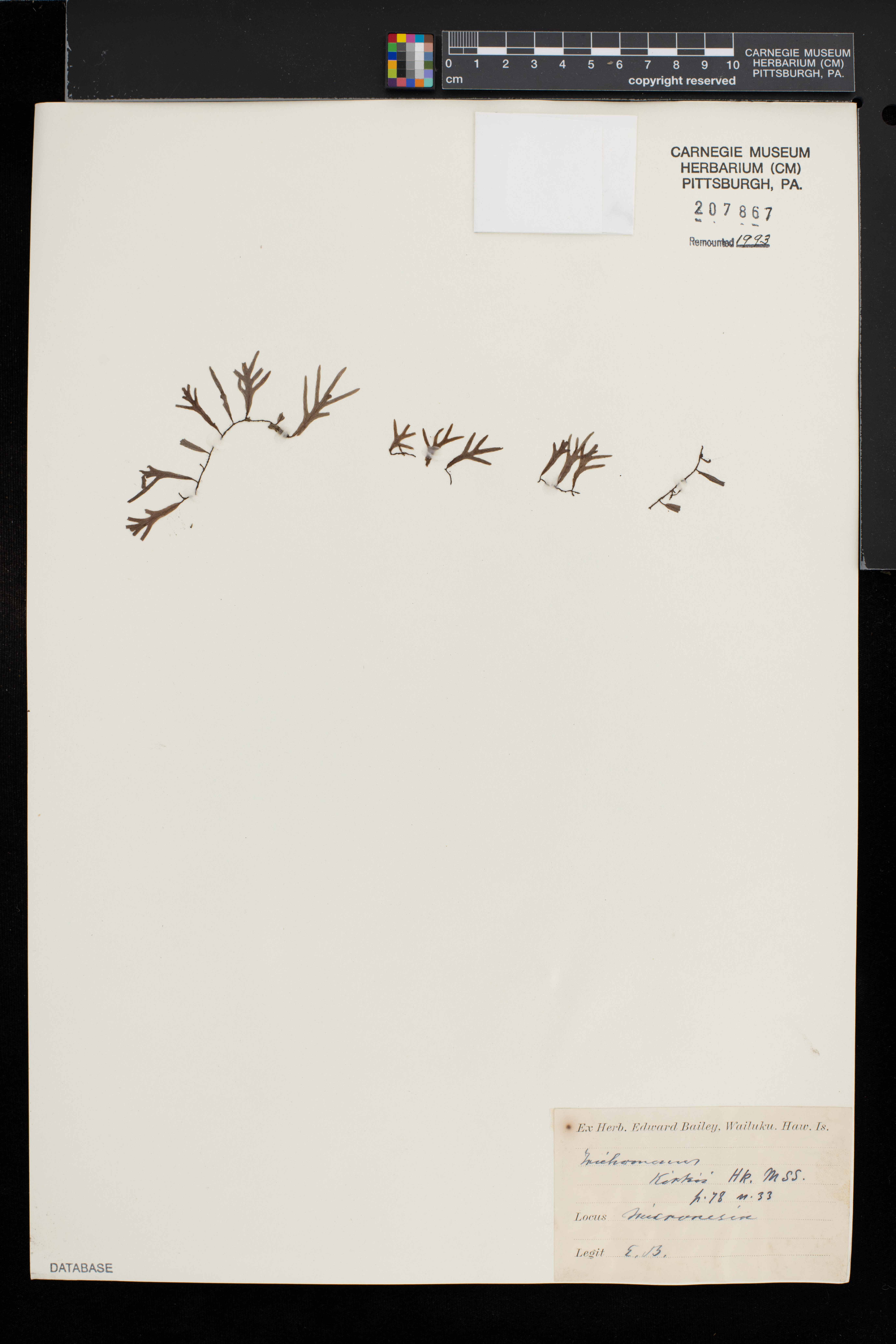 Didymoglossum kirkii image