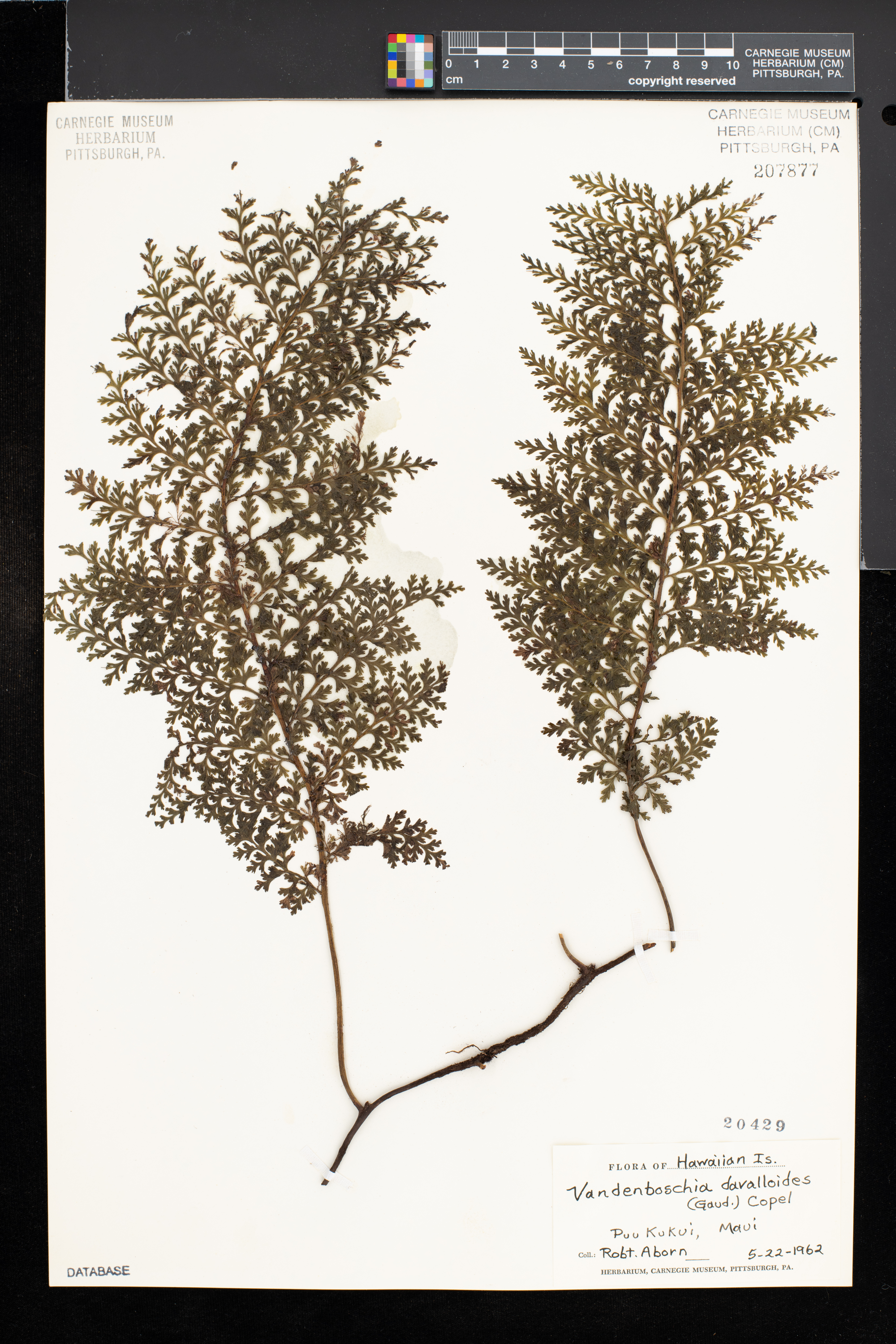 Trichomanes davallioides image