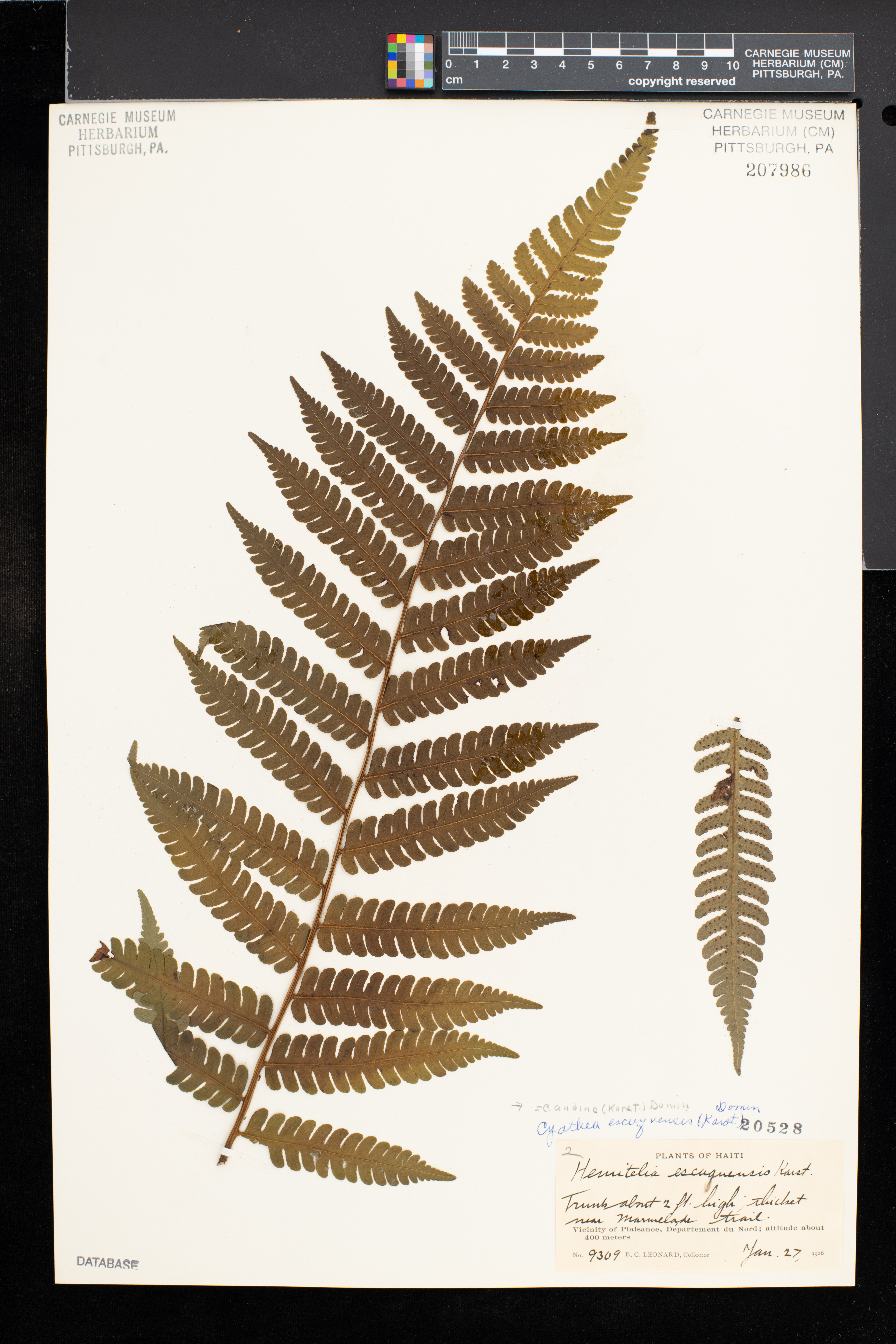 Cyathea andina image