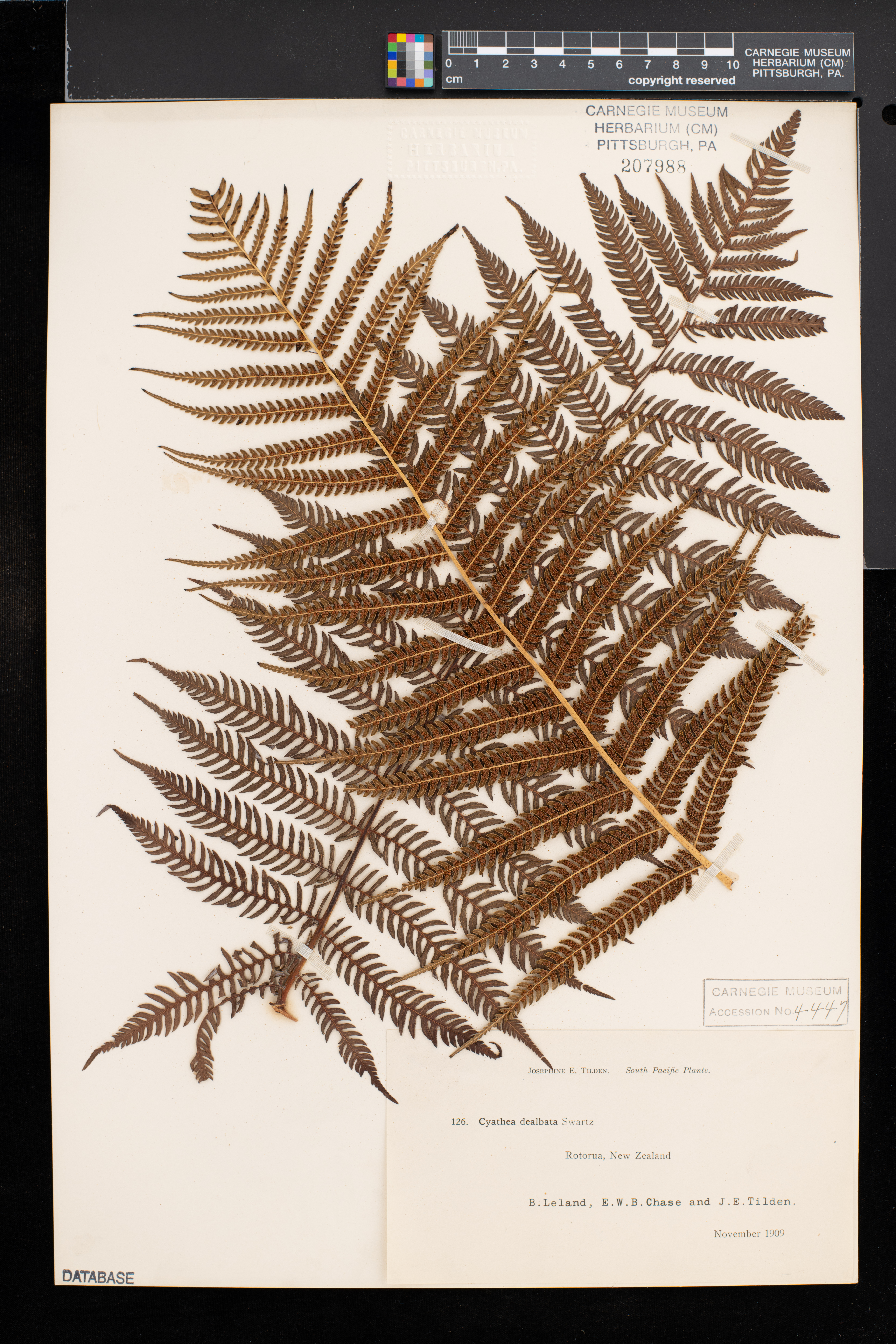 Cyathea dealbata image