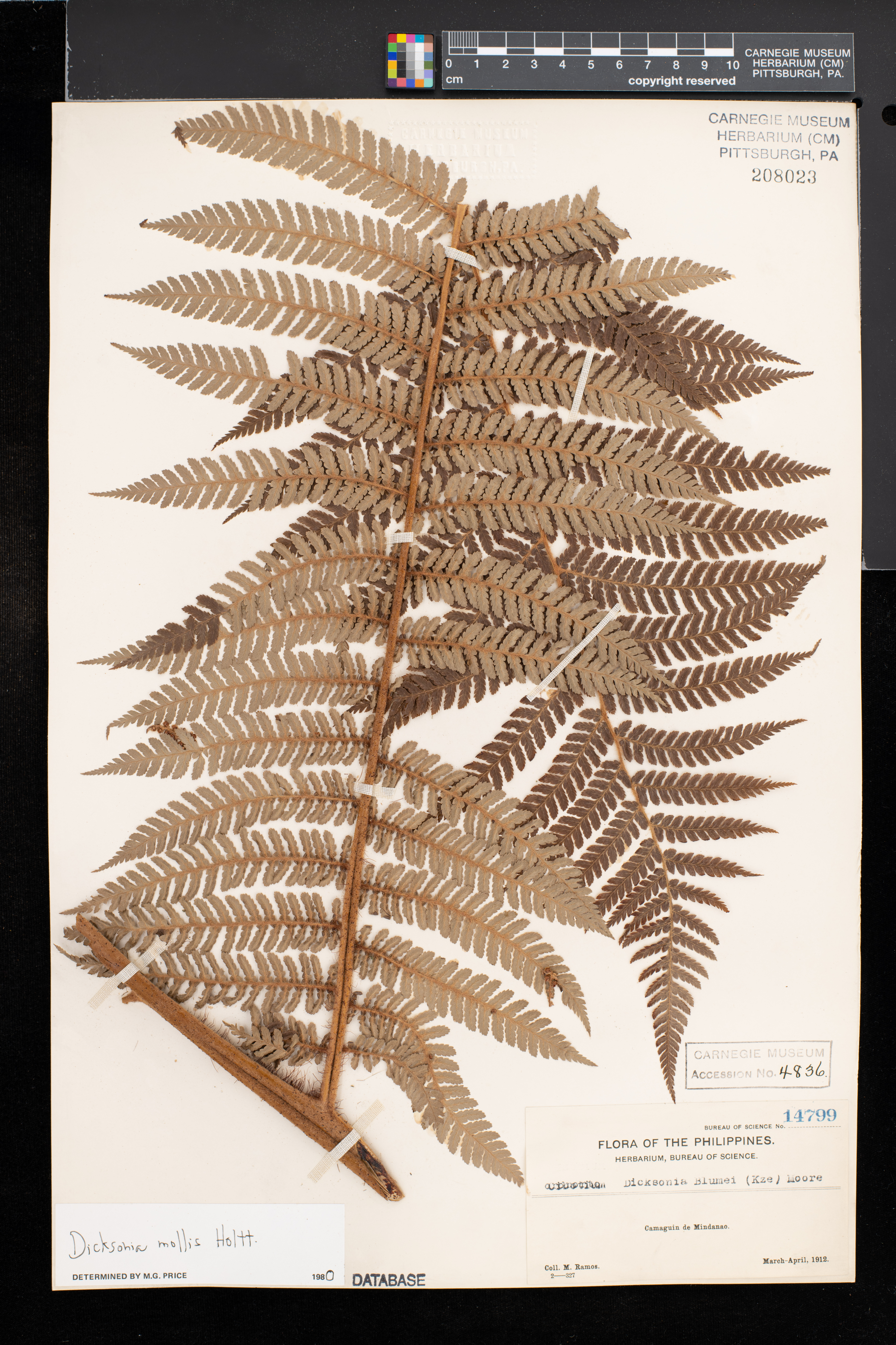 Dicksonia mollis image