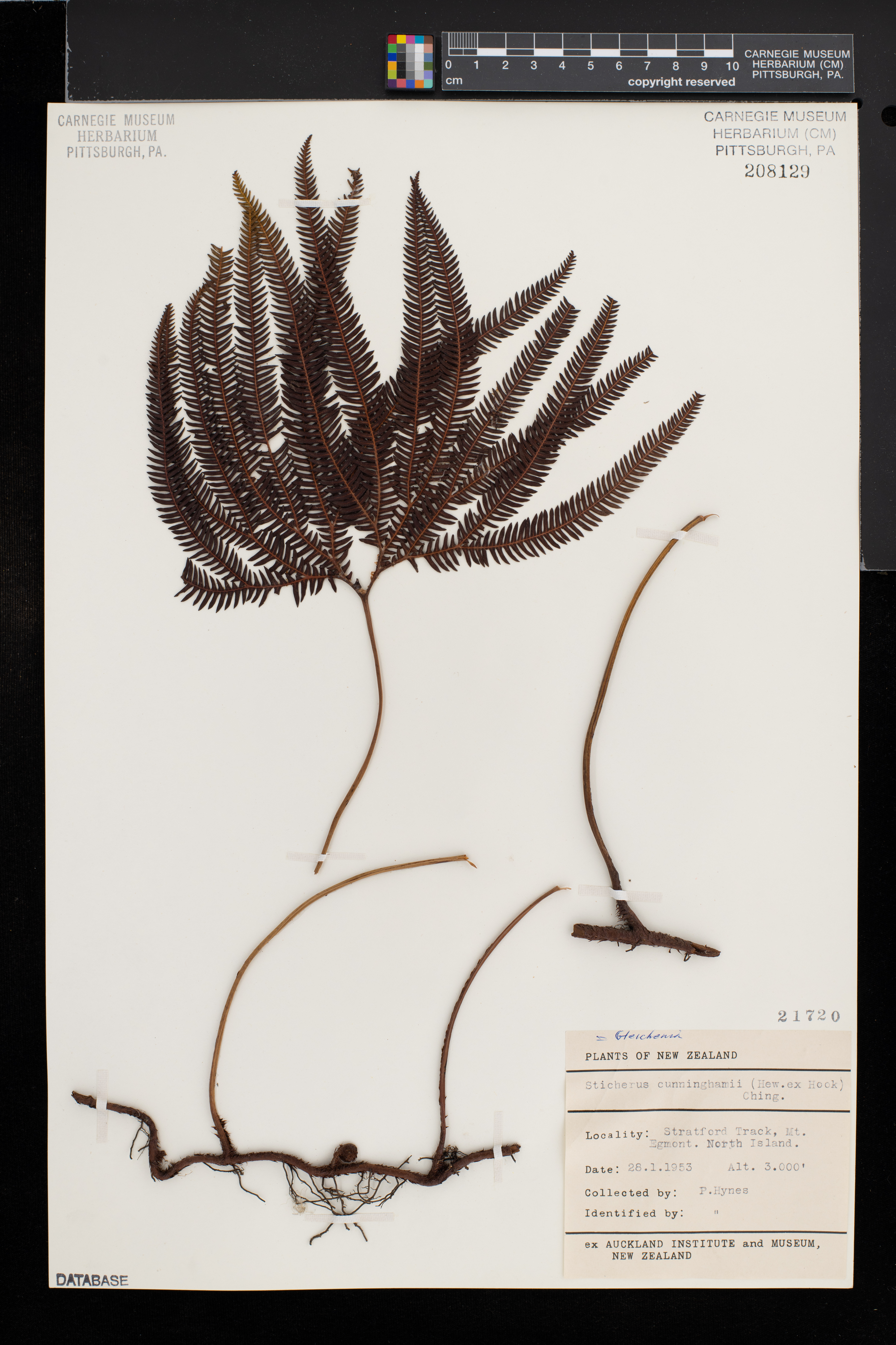 Sticherus cunninghamii image