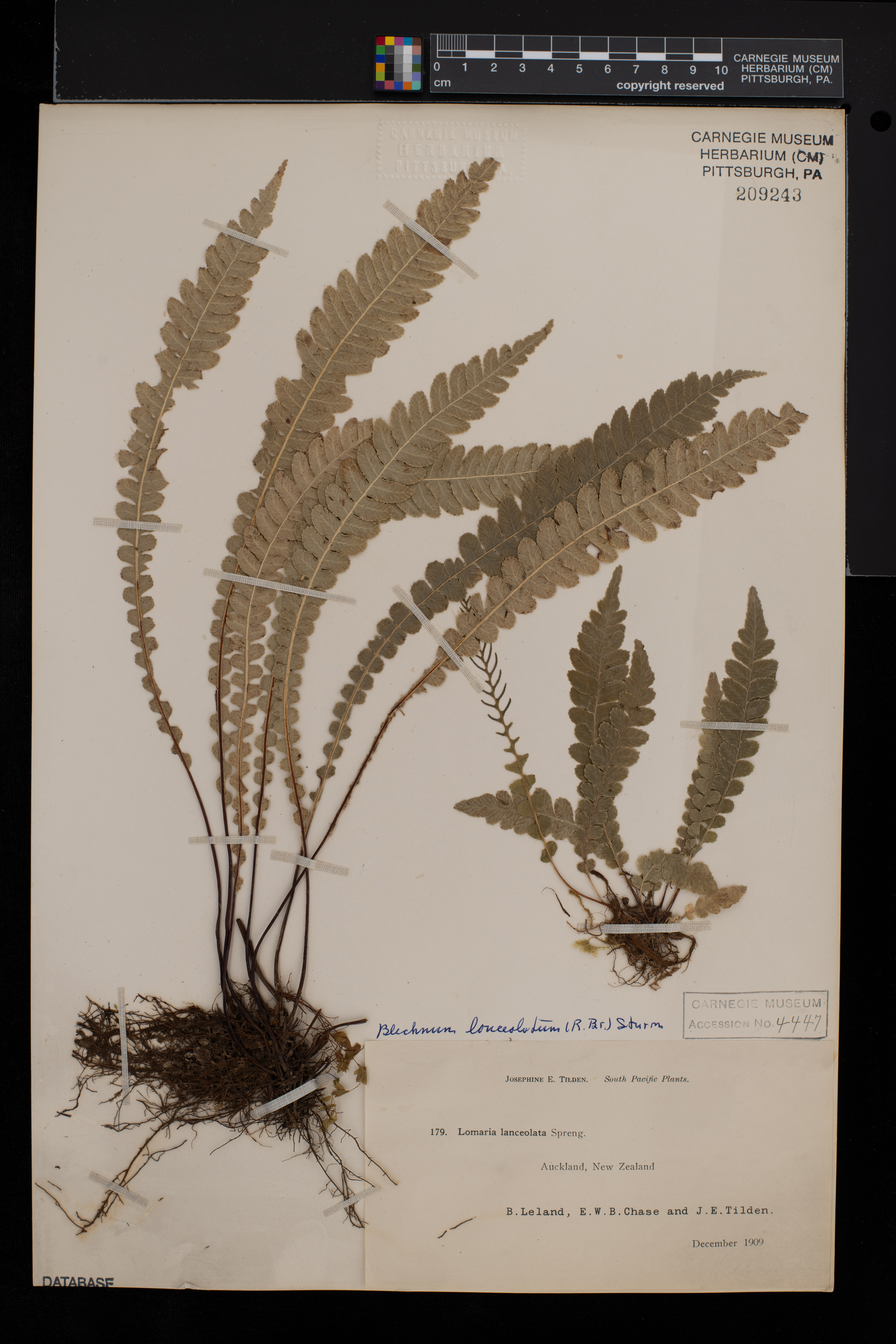 Blechnum lanceola image