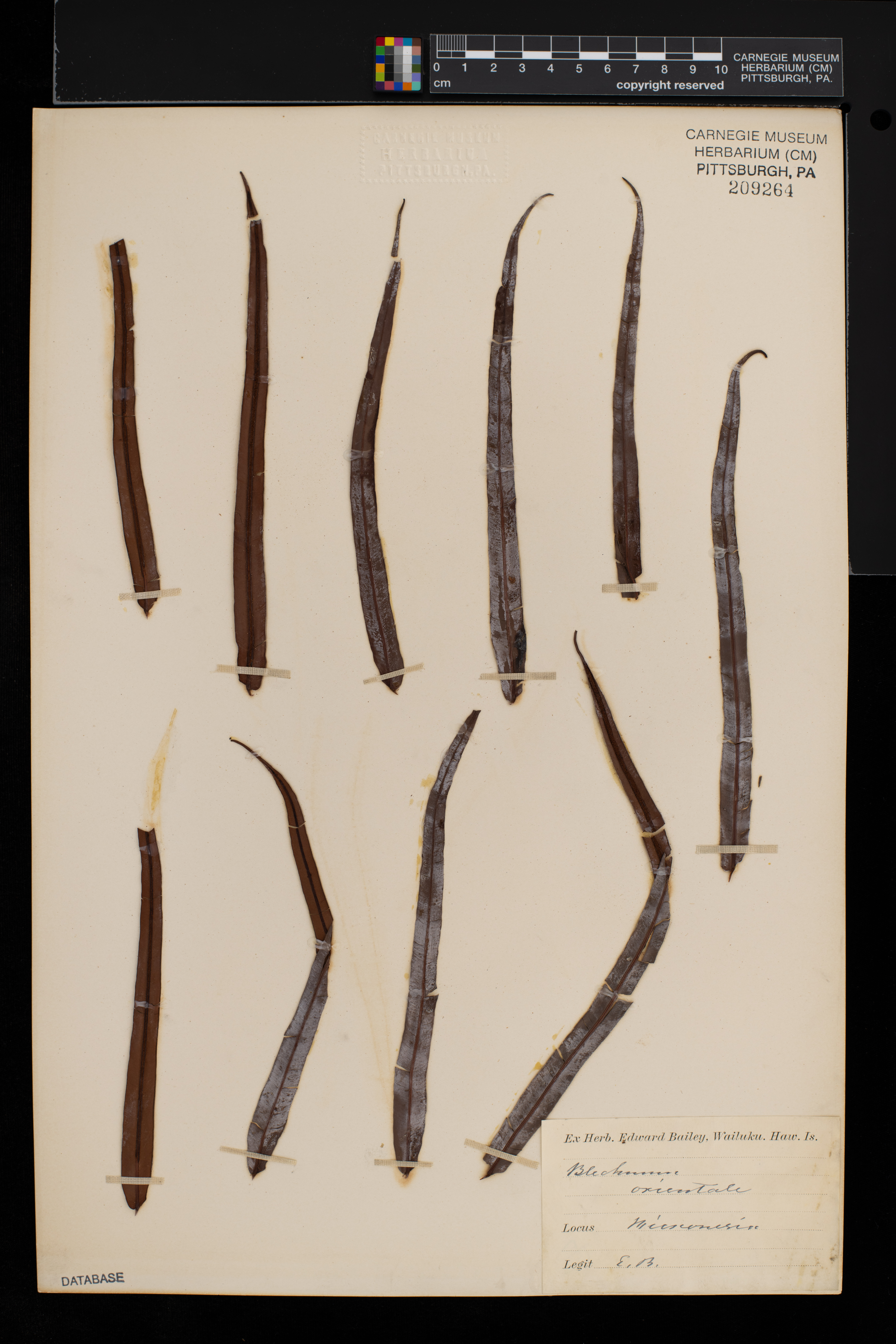 Blechnum orientale image