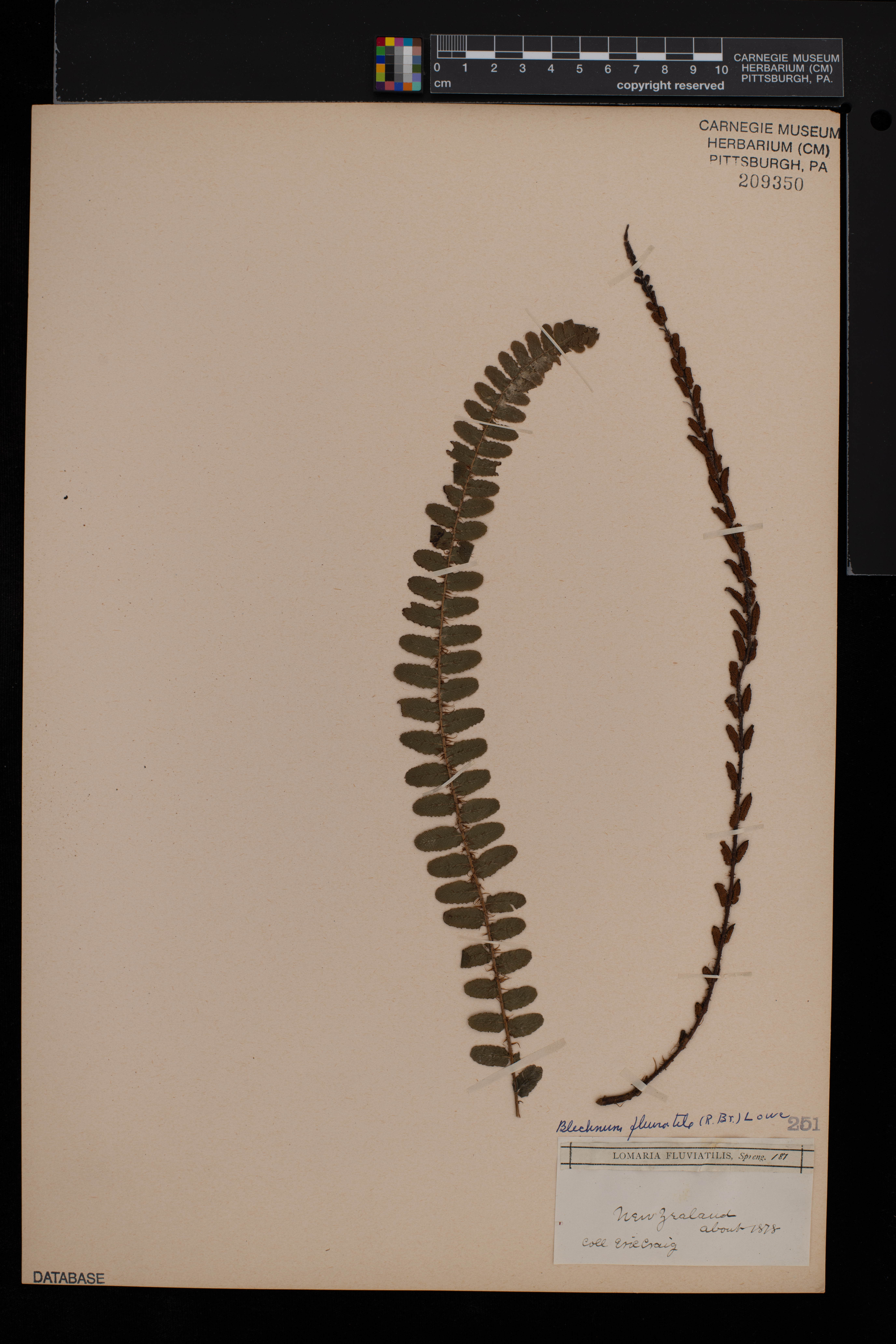 Blechnum fluviatile image