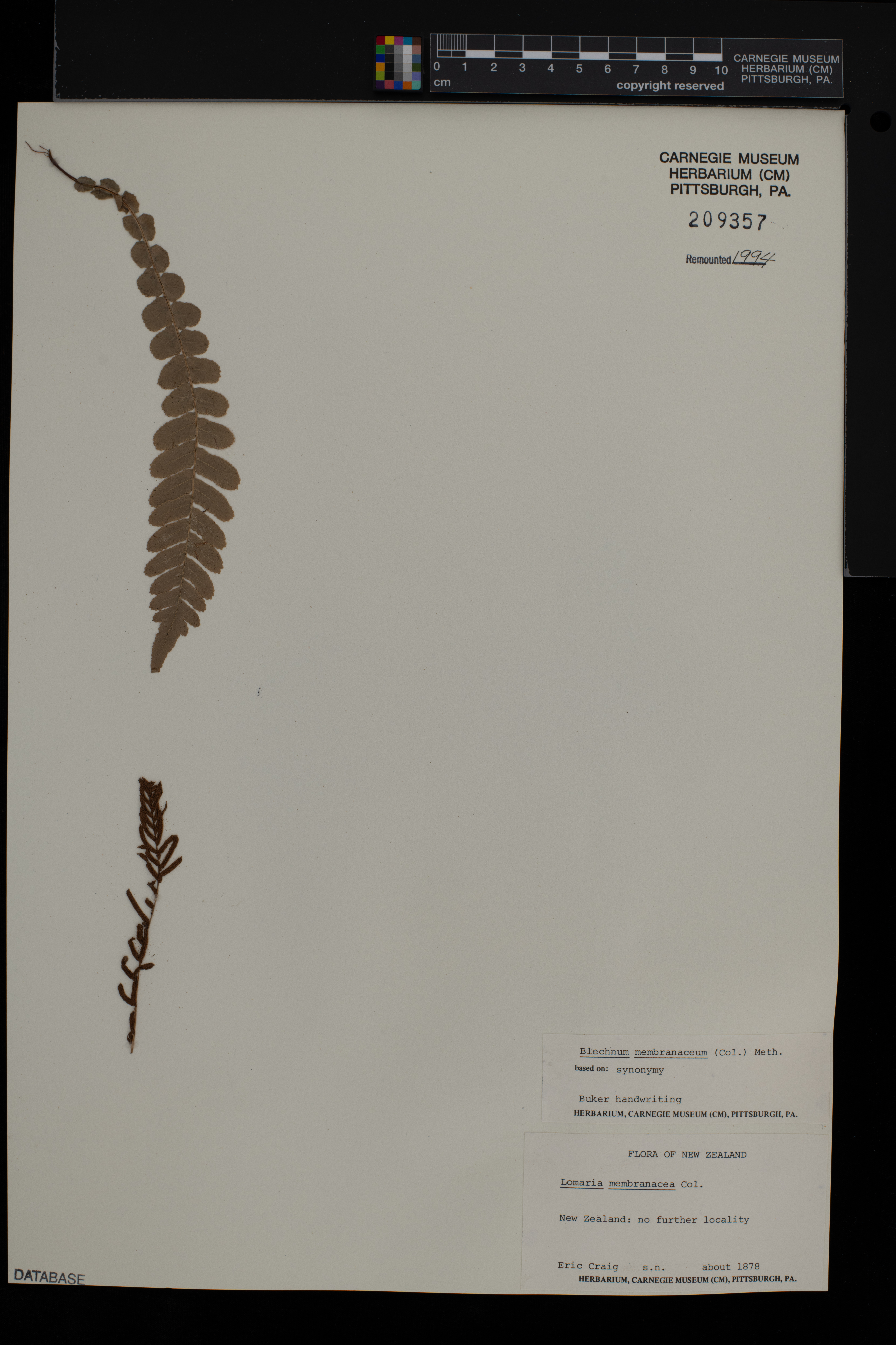 Austroblechnum membranaceum image