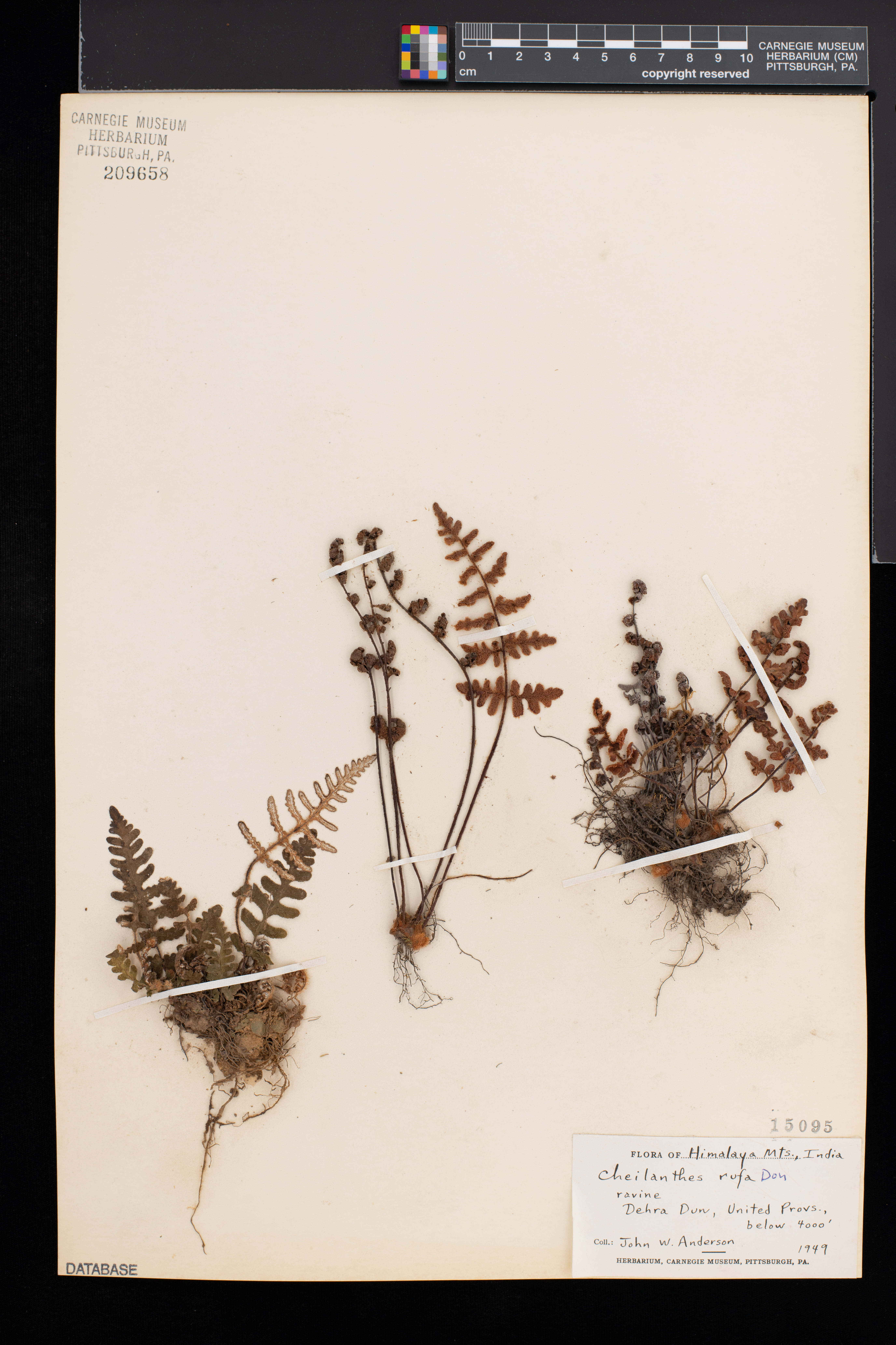 Aleuritopteris rufa image