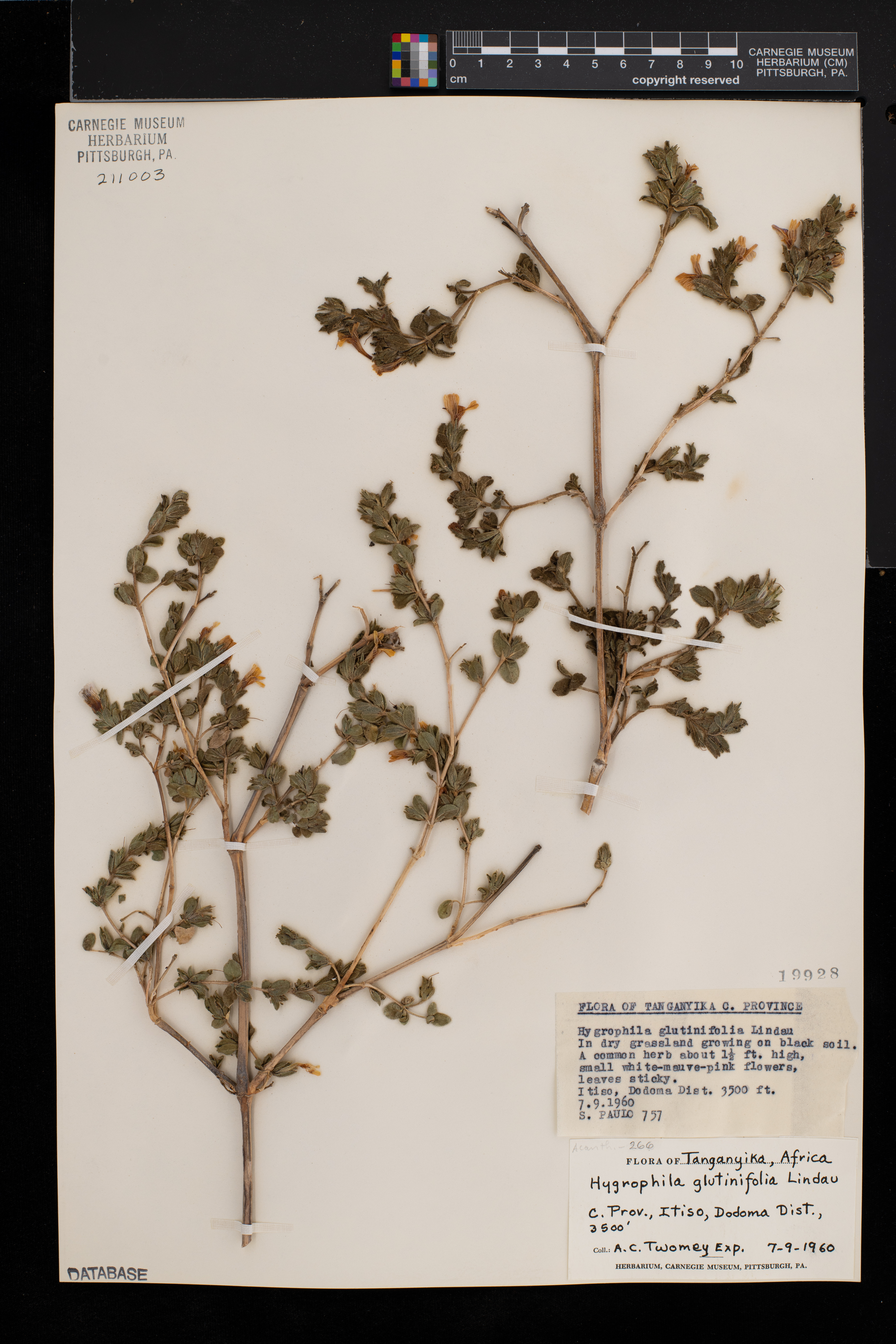 Strobilanthopsis linifolia image