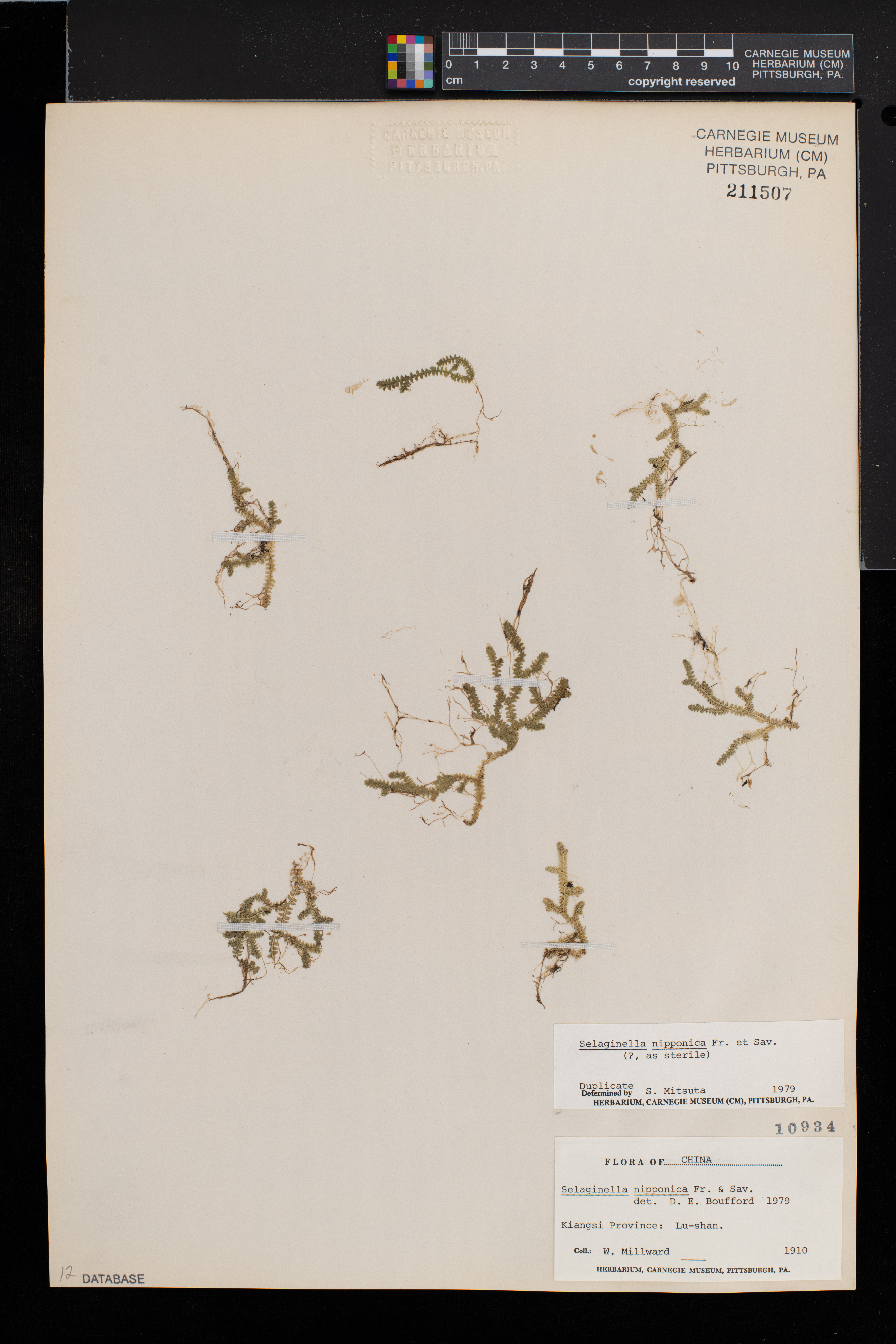 Selaginella nipponica image